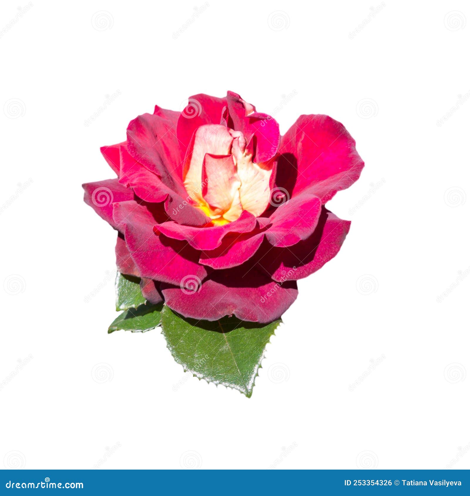Red Rose with a Green Leaf Isolated on White Background. Stock Photo