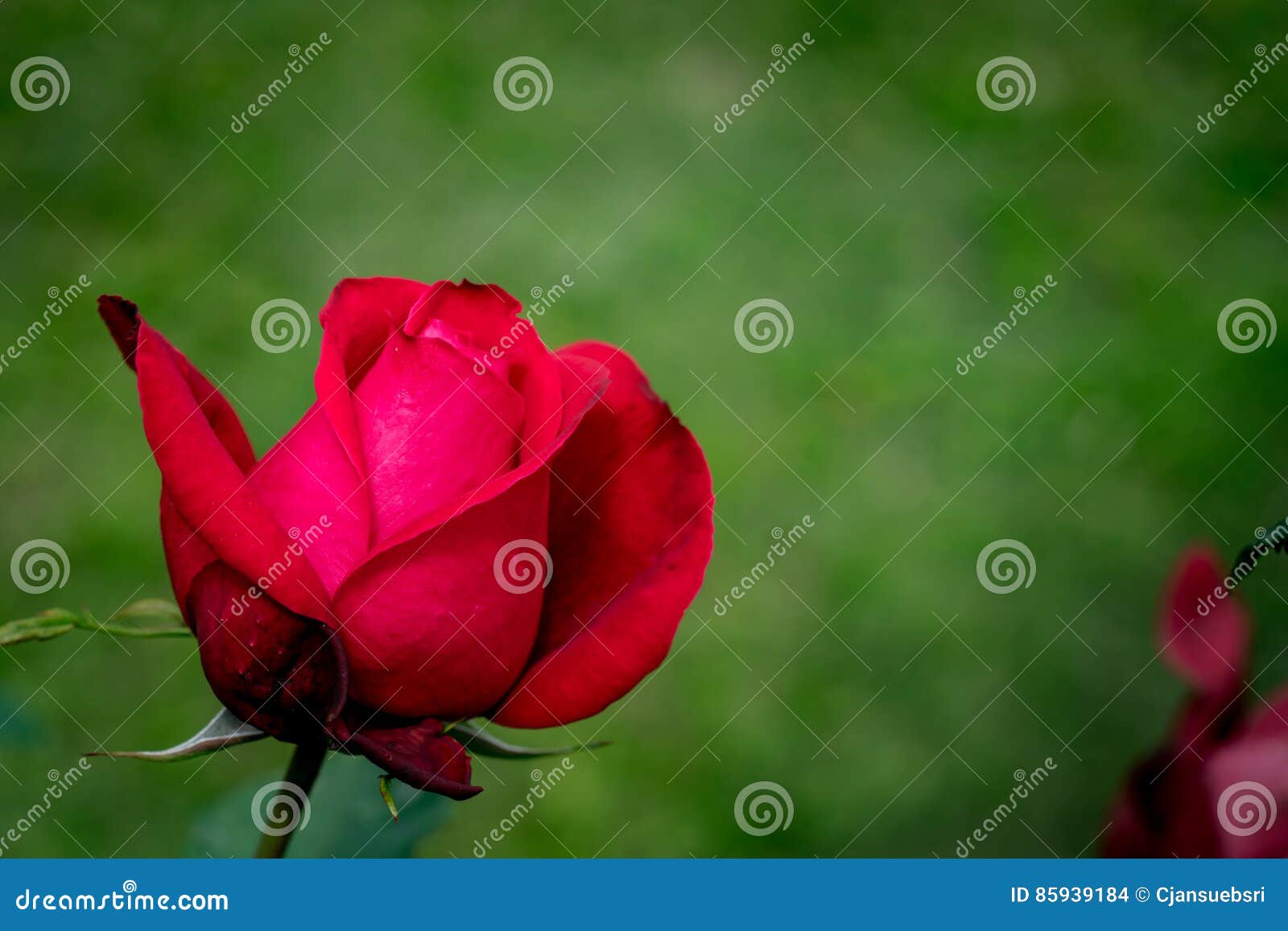 Red Rose on Green Leaves Background Stock Photo Image of greeting, flora 85939184
