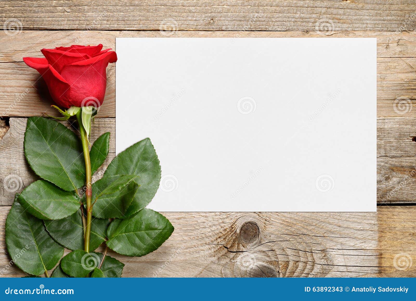 Red rose and greeting card. Red rose and blank greeting card