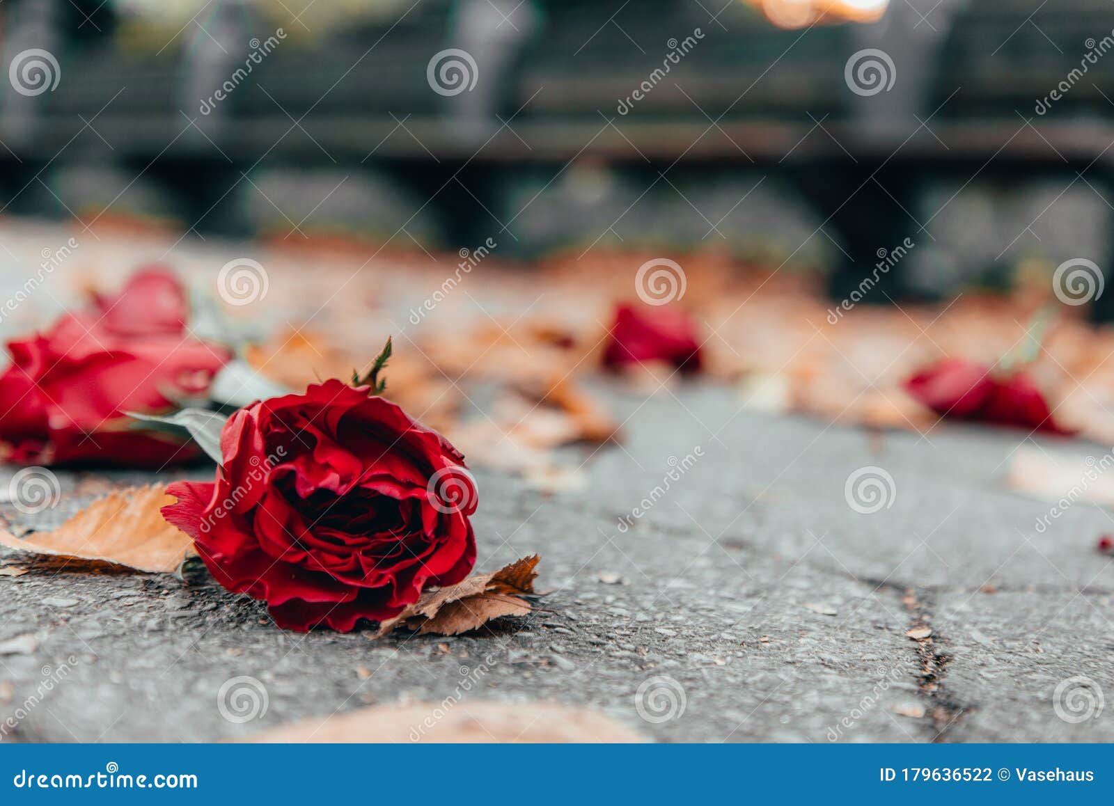 Red rose on the ground stock photo. Image of blur, fallseason 179636522