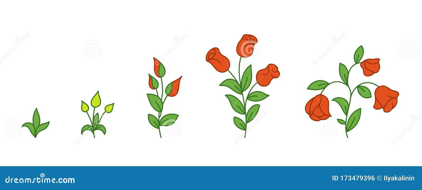 Red Rose Growth Stages. Flowers Plants Development. Rose Animation  Progression Period. Flower Shop. Vector Infographic. Stock Vector -  Illustration of biology, process: 173479396