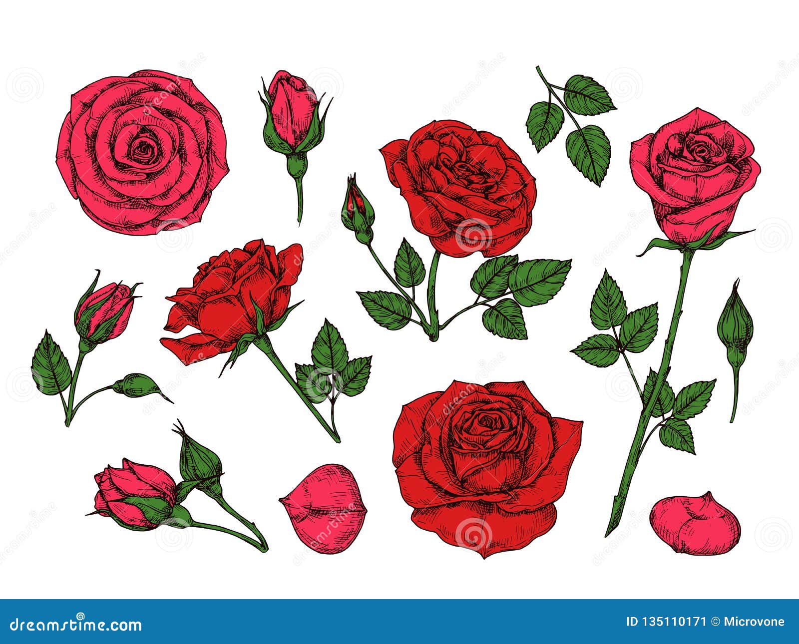 Rose bush illustration Cut Out Stock Images & Pictures - Alamy