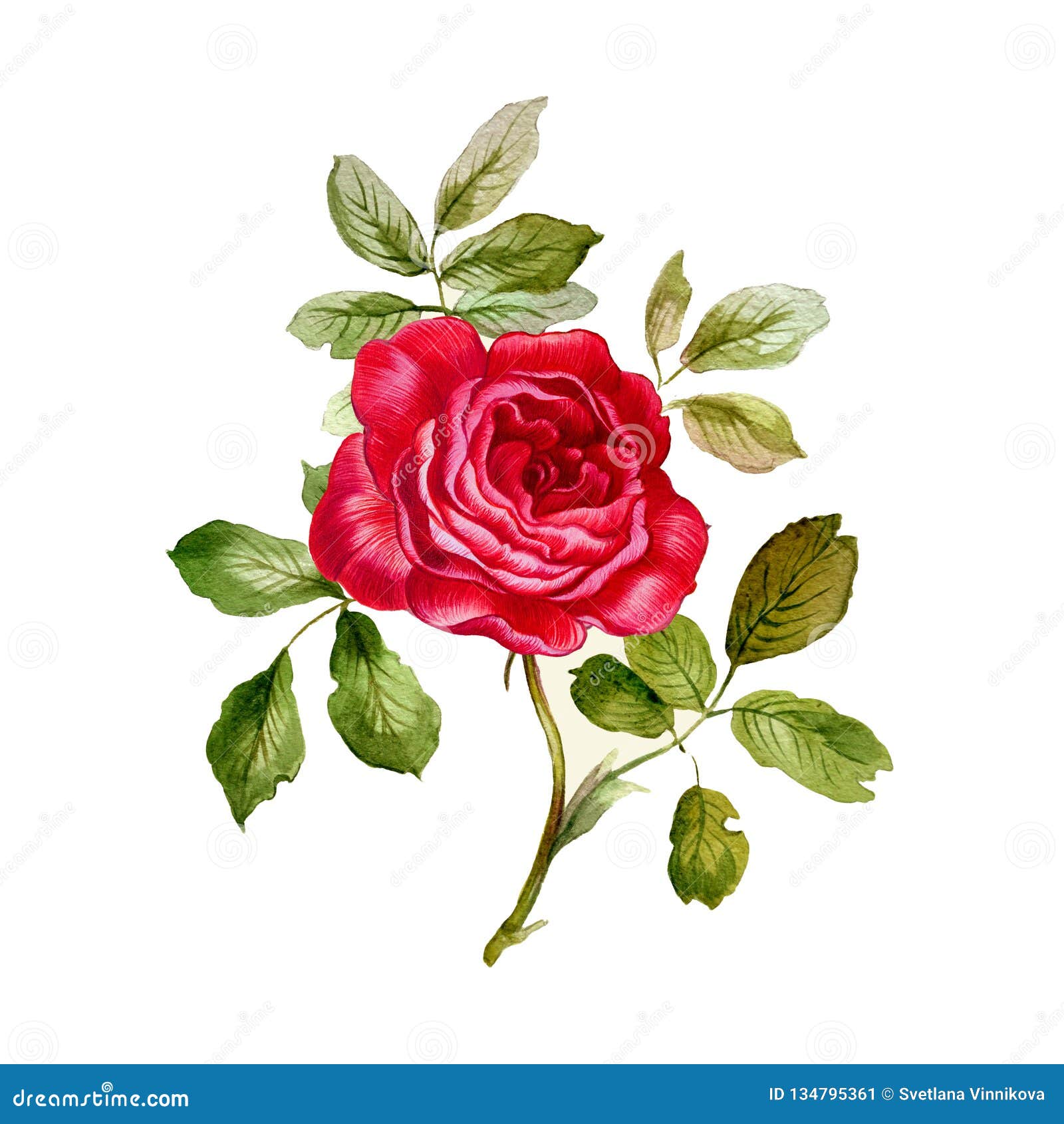 Red Rose. Hand Painted Watercolor Stock Illustration - Illustration of ...