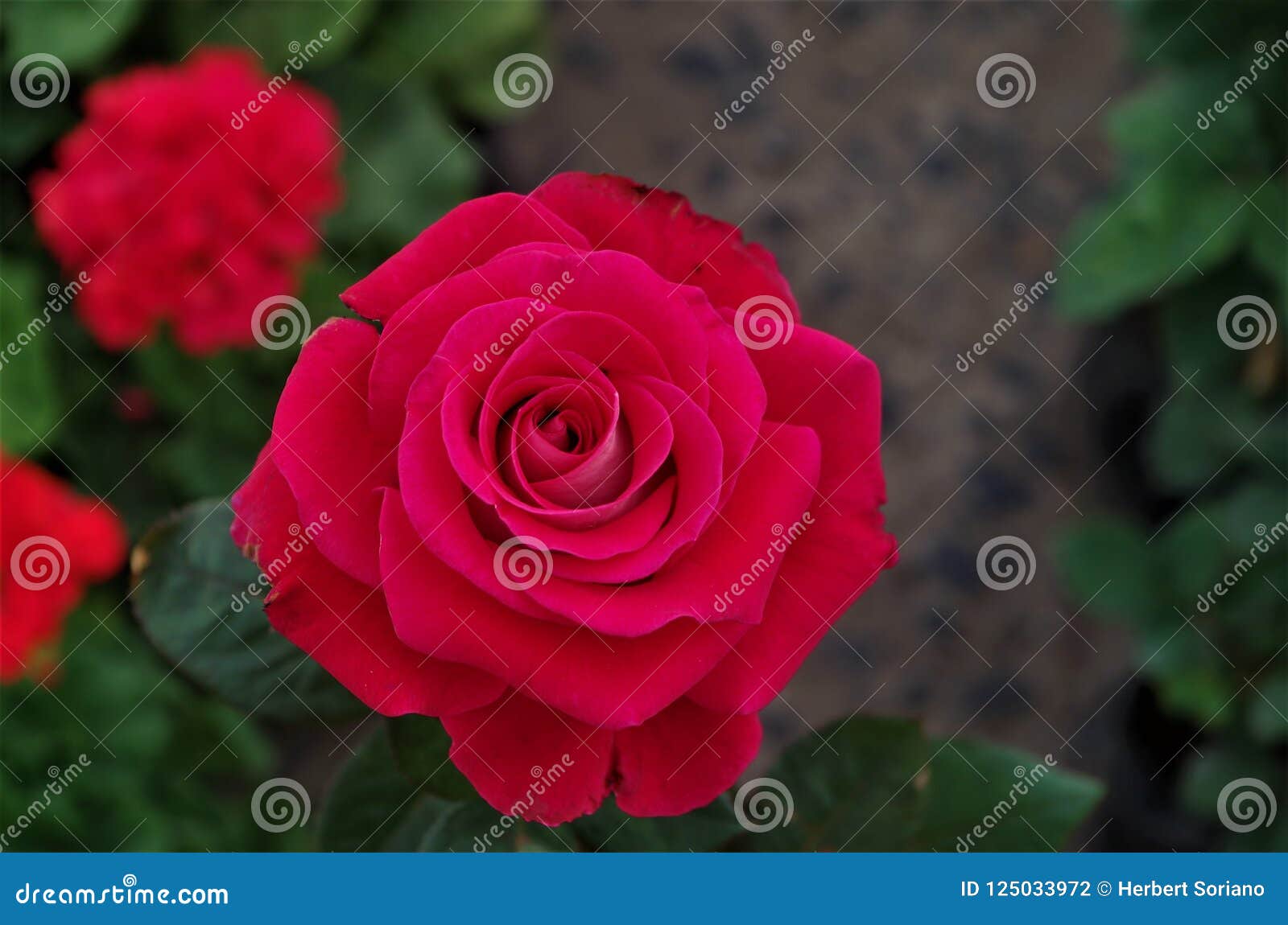 red rose closeup on a honduras national park la ceiba cuero y salado