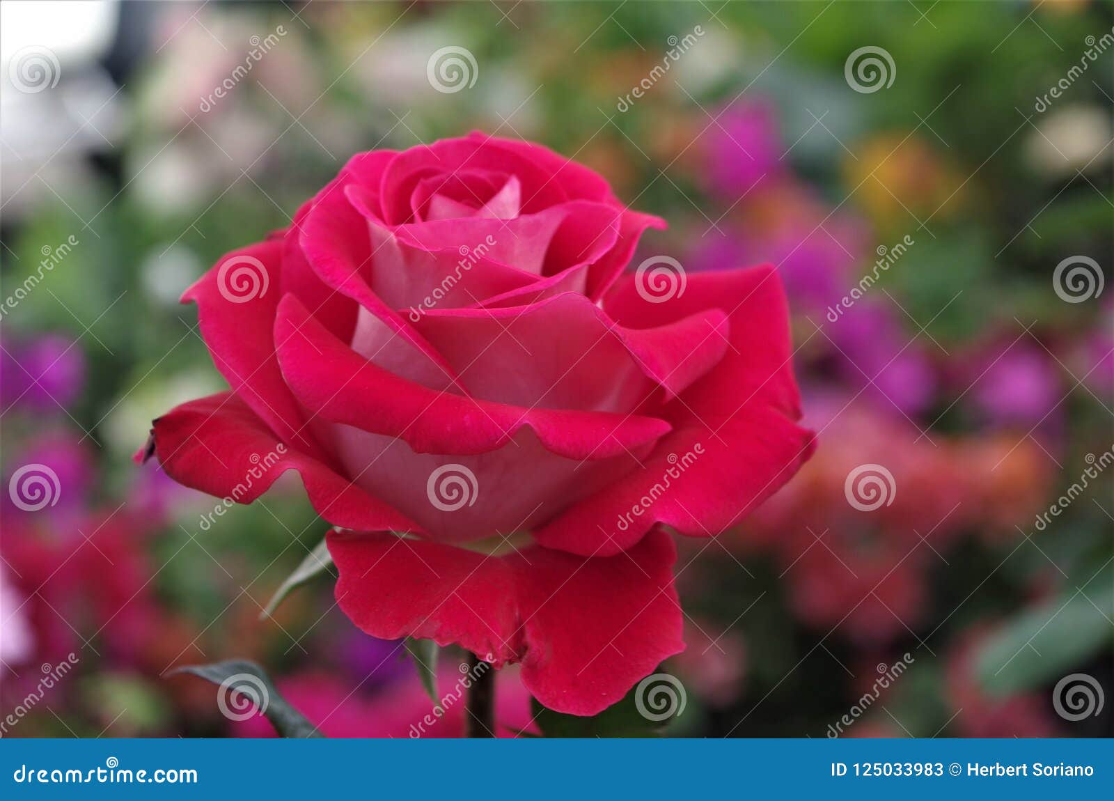 red rose closeup on a honduras national park la ceiba cuero y salado