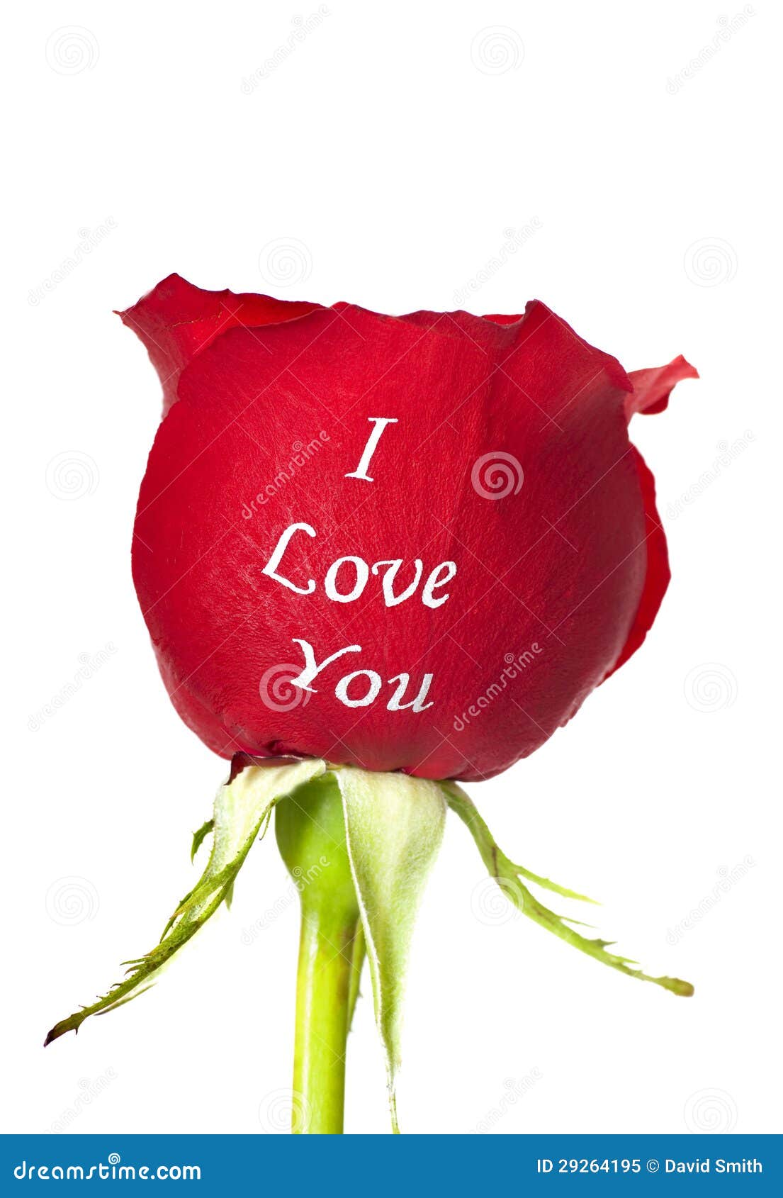 Red Rose with I Love You Printed on it Stock Image - Image of gift ...