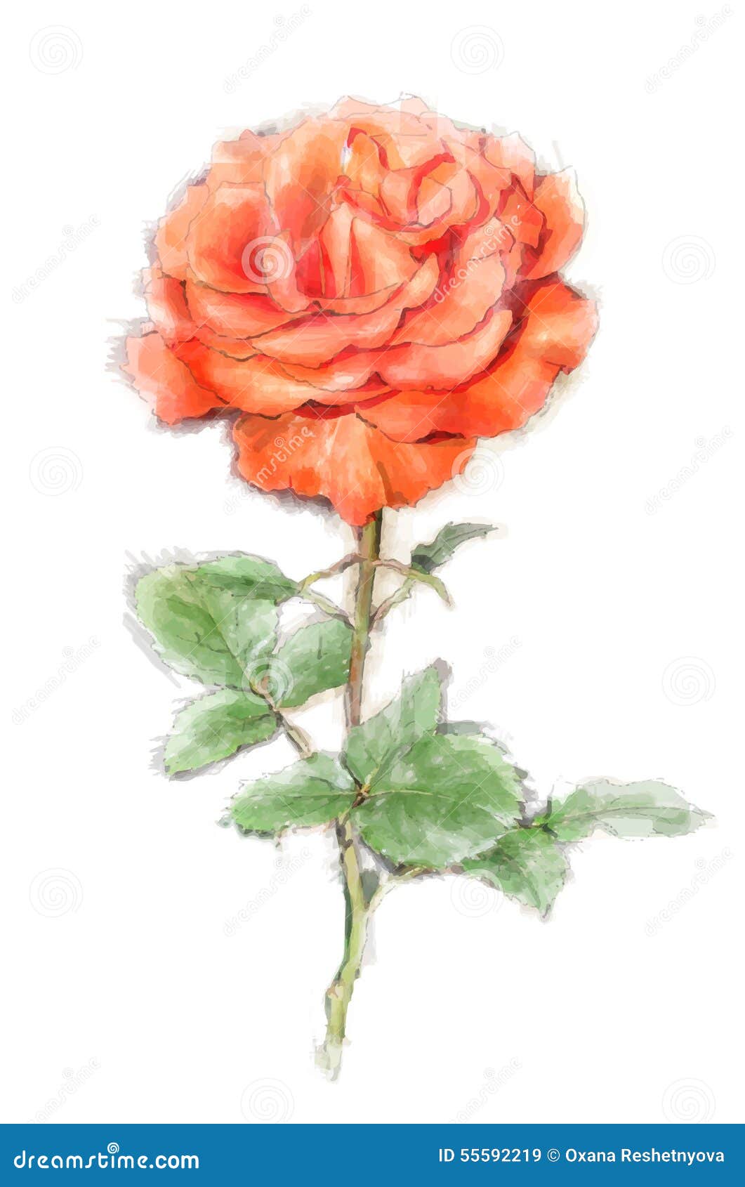 Red rose stock vector. Illustration of artistic, bloom - 55592219