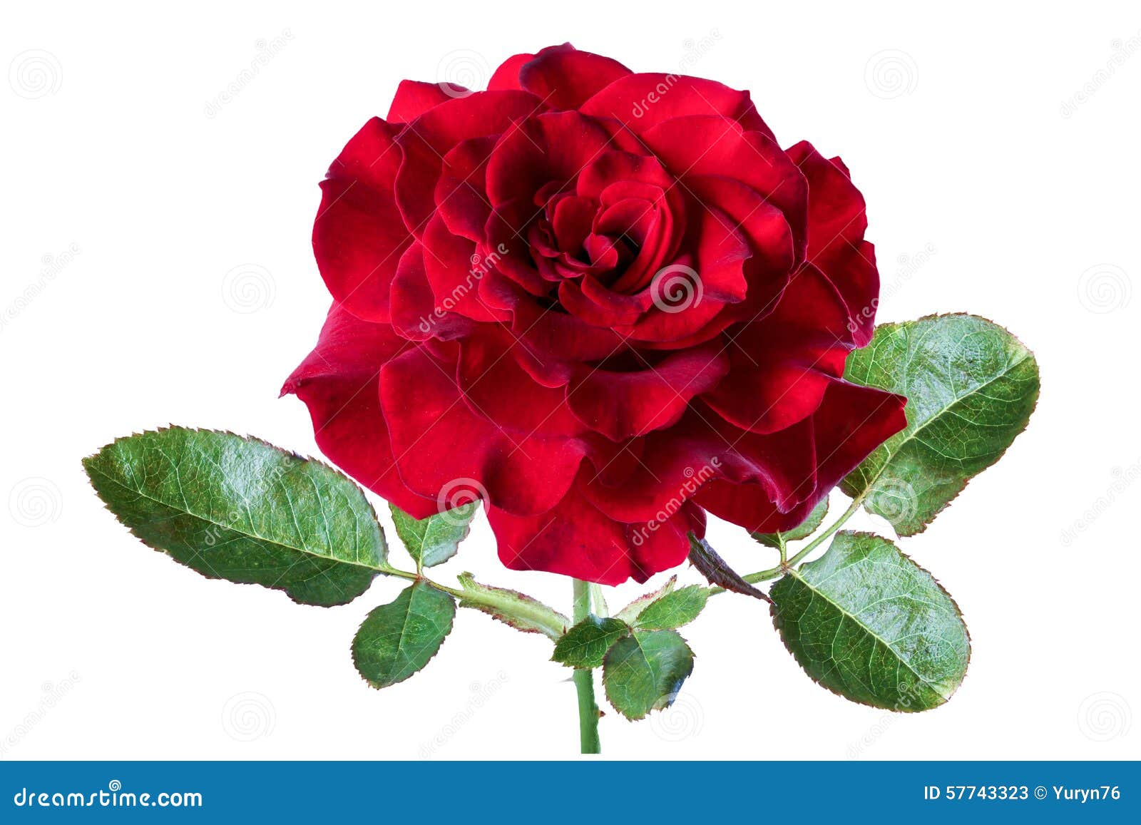 Red rose, isolate stock image. Image of floral, white - 57743323