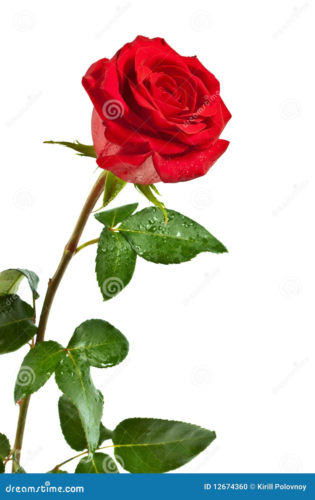 Red rose isolated stock photo. Image of bouquet, leaf
