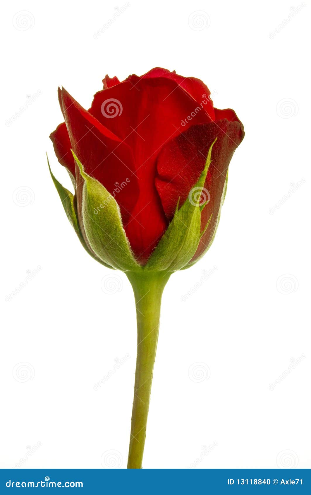 Red Rose Isolated Stock Photo Image Of Valentine White 13118840