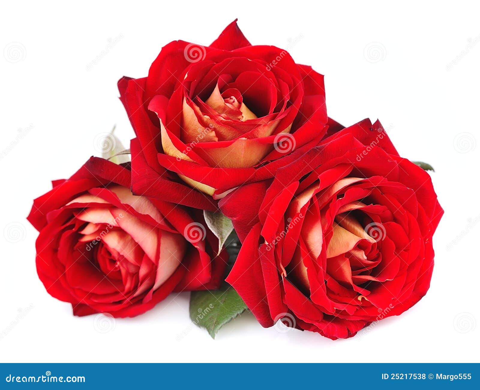 Red Rose Isolated Stock Photo Image Of Greeting Floral 25217538