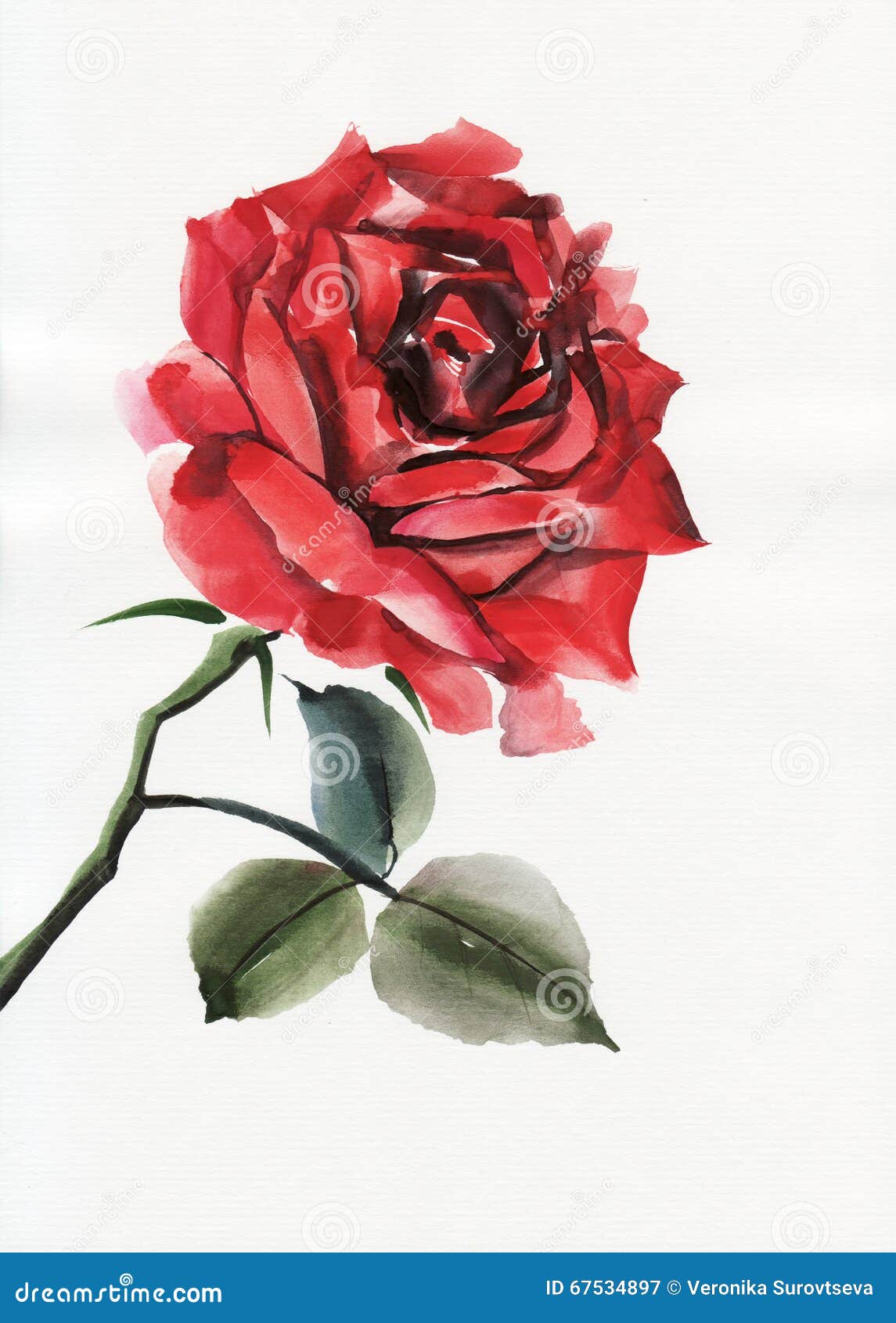 Red rose isolated stock illustration. Illustration of nature - 67534897