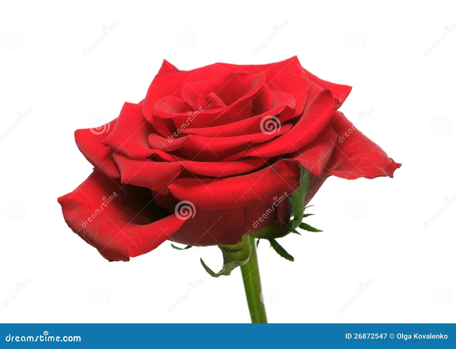 Red Rose Isolated On White Stock Image Image Of Bloom 26872547