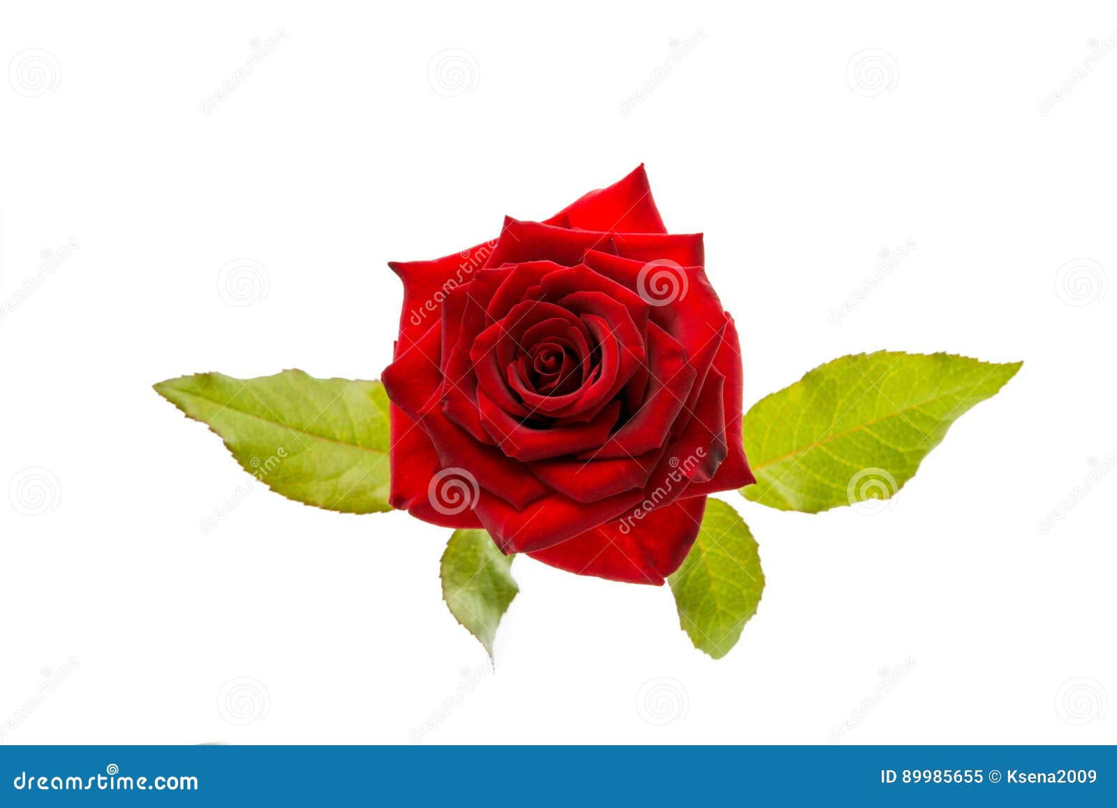Red rose isolated stock image. Image of petal, center - 89985655