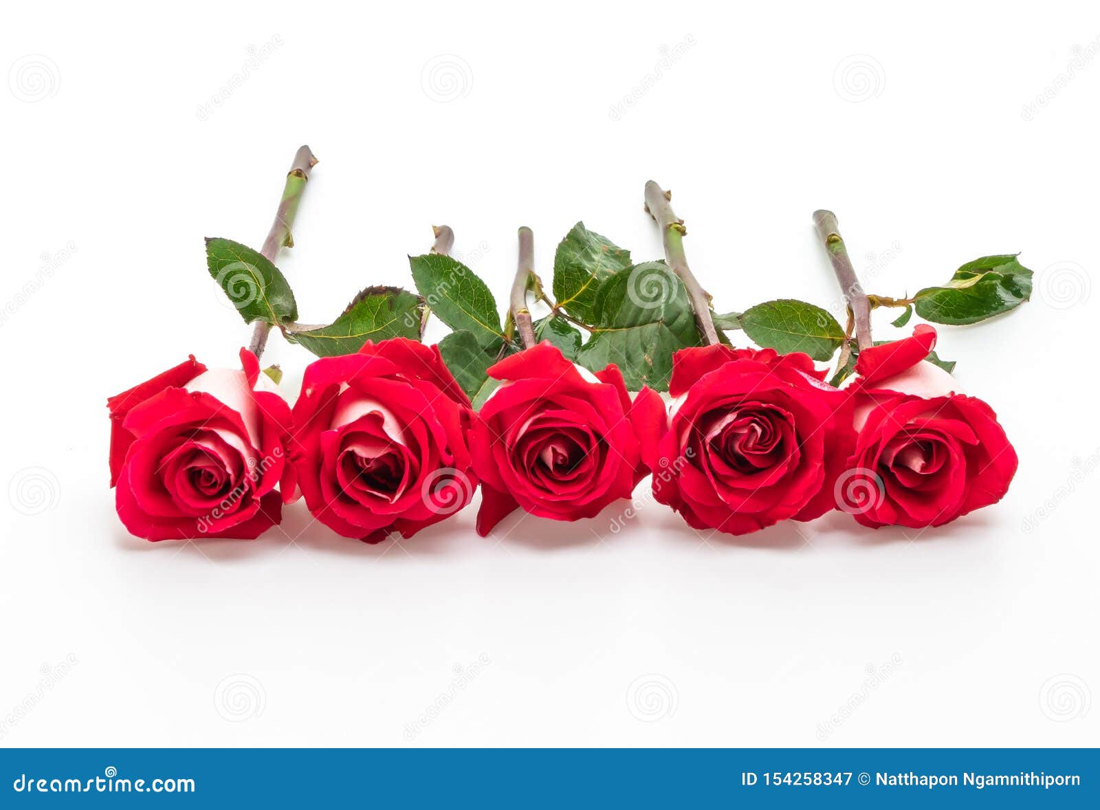 Red Rose on White Background Stock Image Image of beautiful, beauty