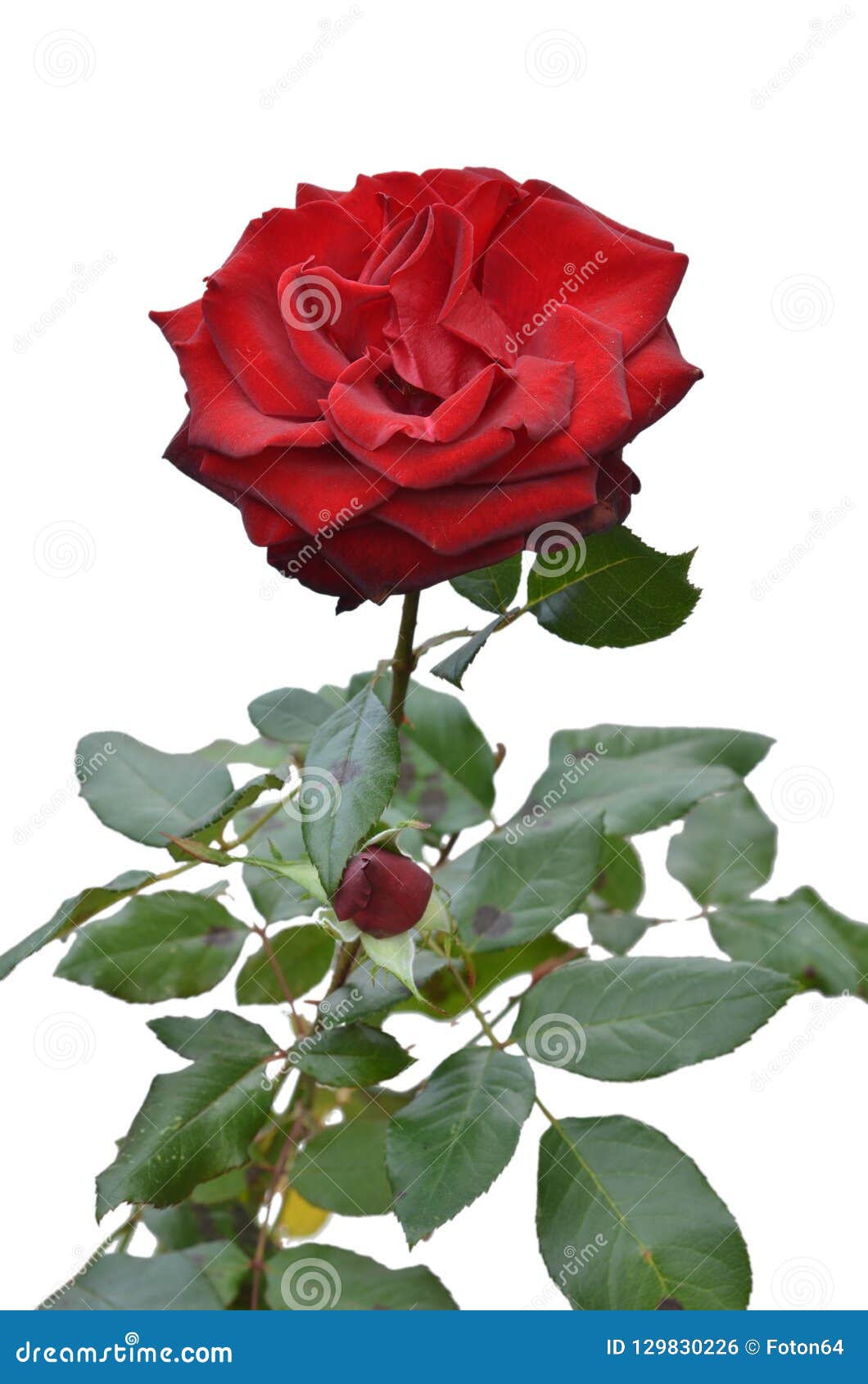 Red Rose Isolated background - Với nền trắng tẩy sạch, hình ảnh của bông hồng đỏ được lồng ghép một cách tuyệt vời. Hình ảnh sẽ giúp bạn tập trung vào độ rõ nét và đương nhiên là sắc đỏ rực rỡ của hoa. Cảm nhận vẻ đẹp tuyệt vời mà bông hồng đỏ mang lại trên nền trắng tịnh khiết.