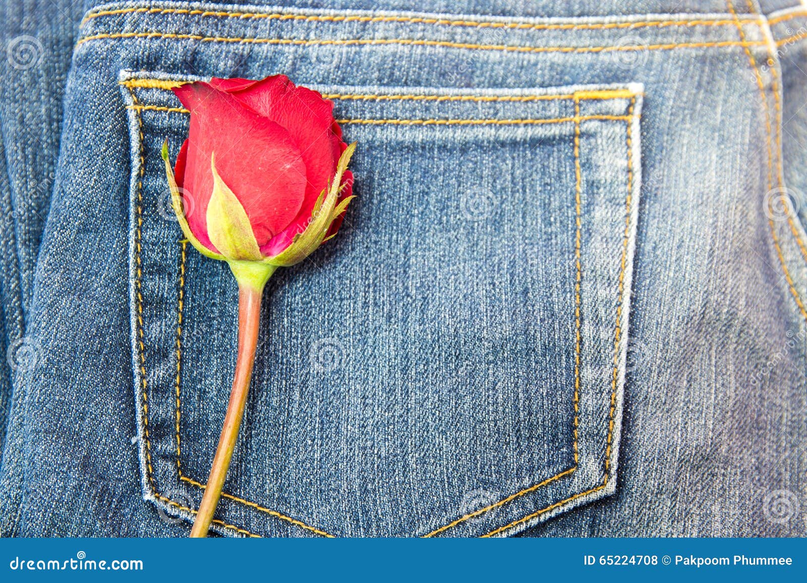 Red rose on jeans fabric stock photo. Image of bloom 65224708