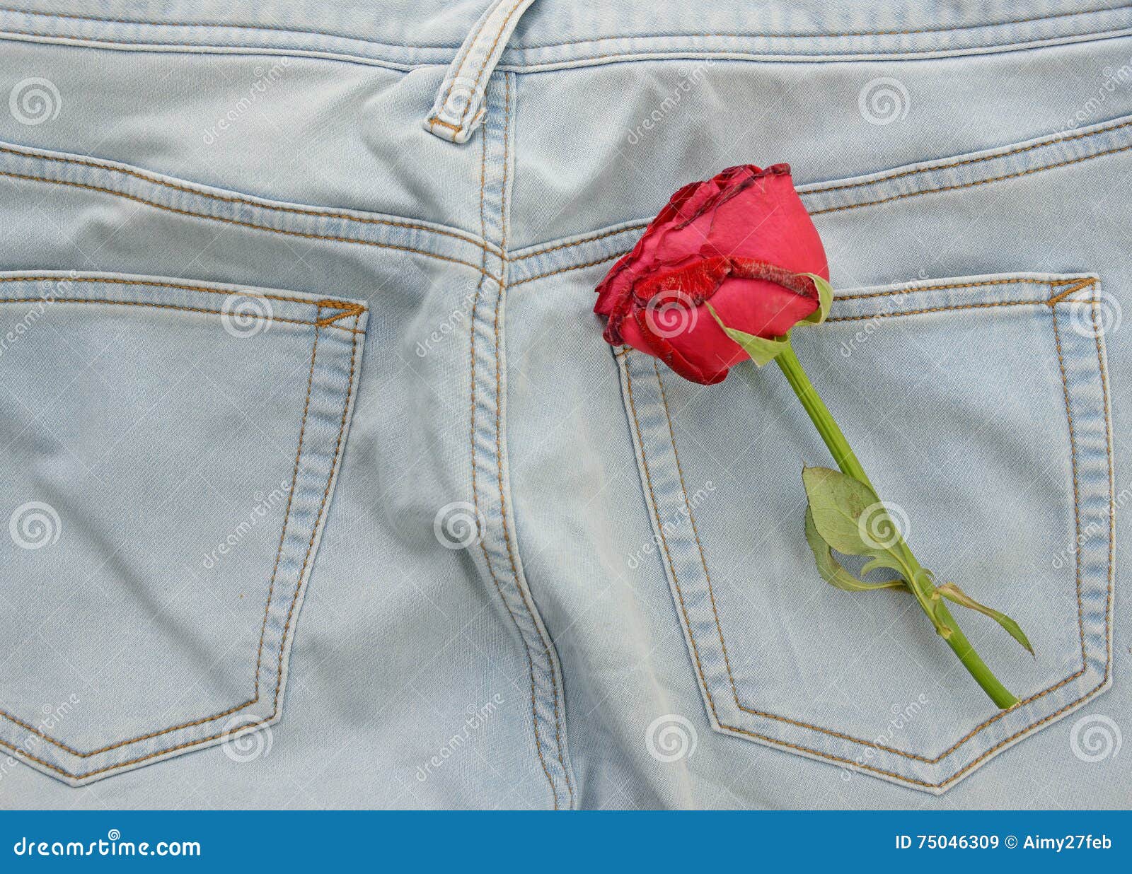Red Rose and Jeans, Love Concept Stock Image Image of clothing, blue