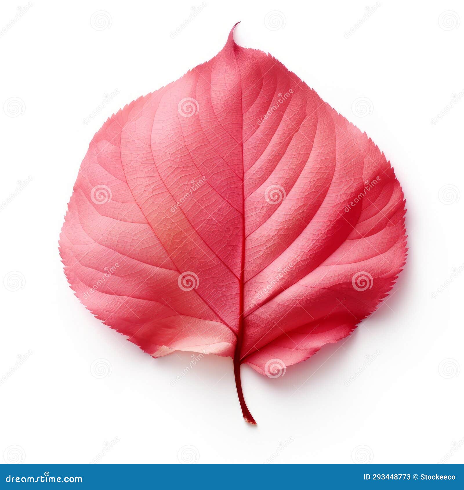 pink leaf on white background - high quality stock photo