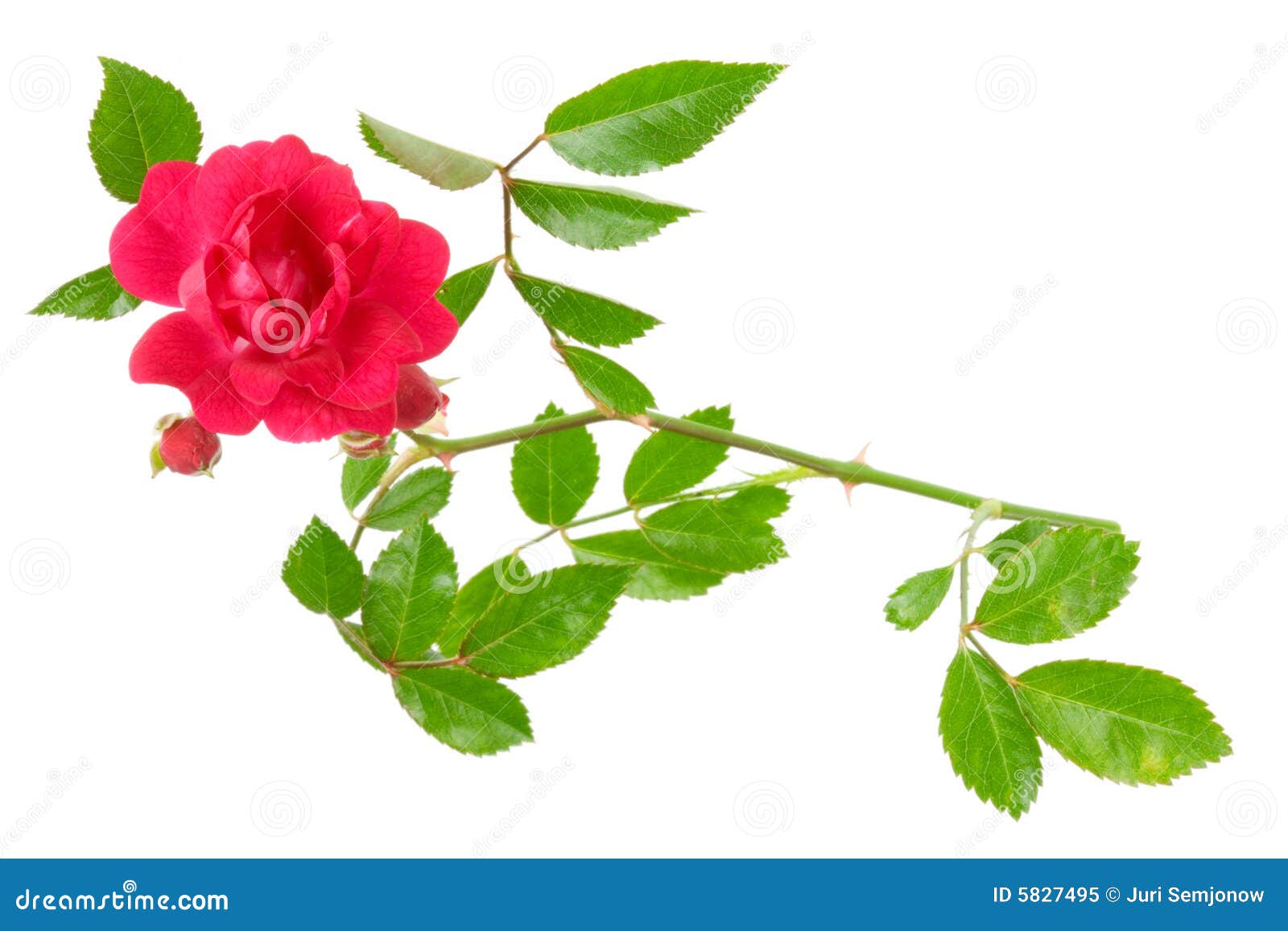 Red rose with leafs. stock image. Image of love, blossom - 5827495