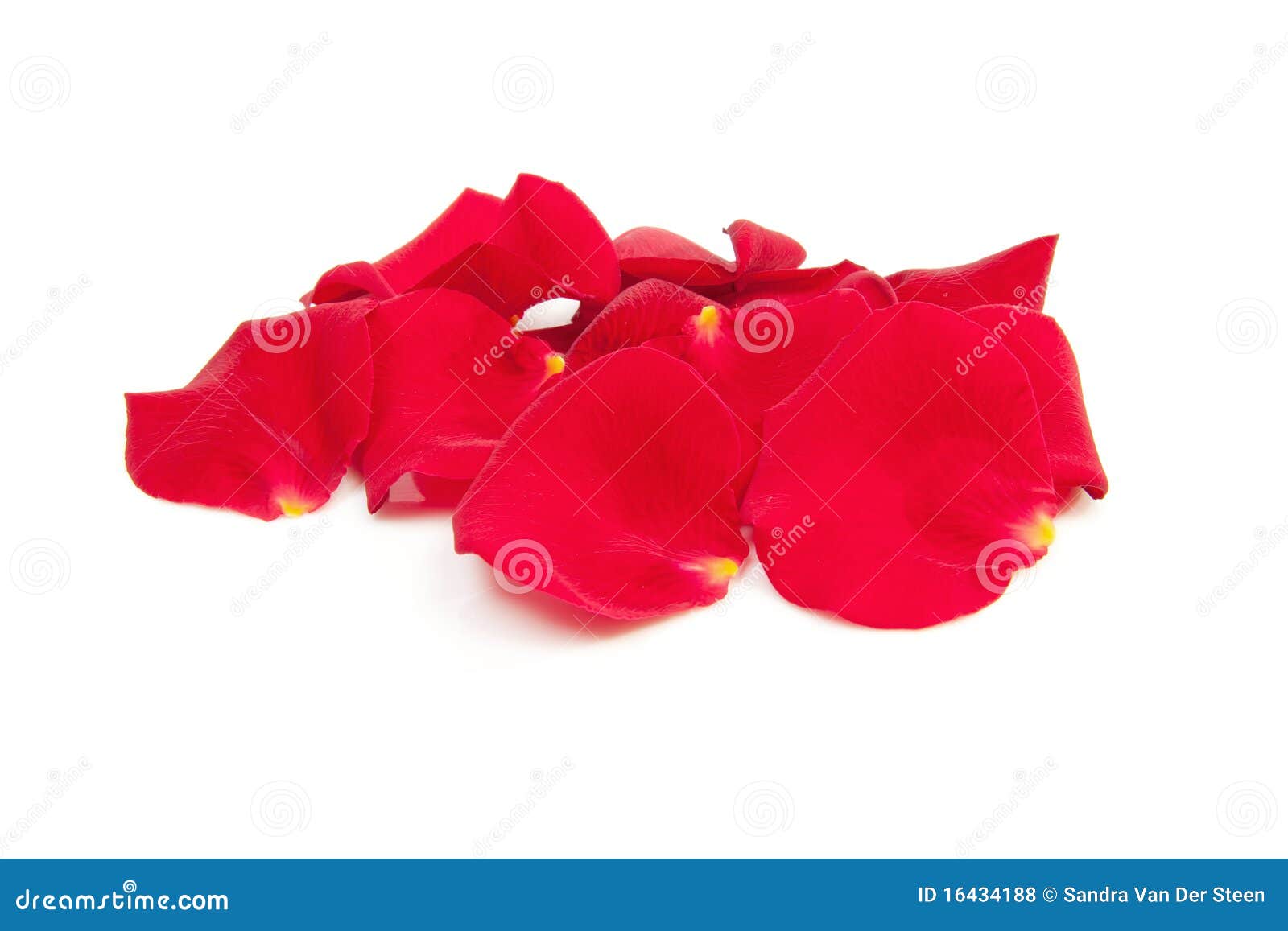 Red rose leaves stock photo. Image of nature, symbolic 16434188