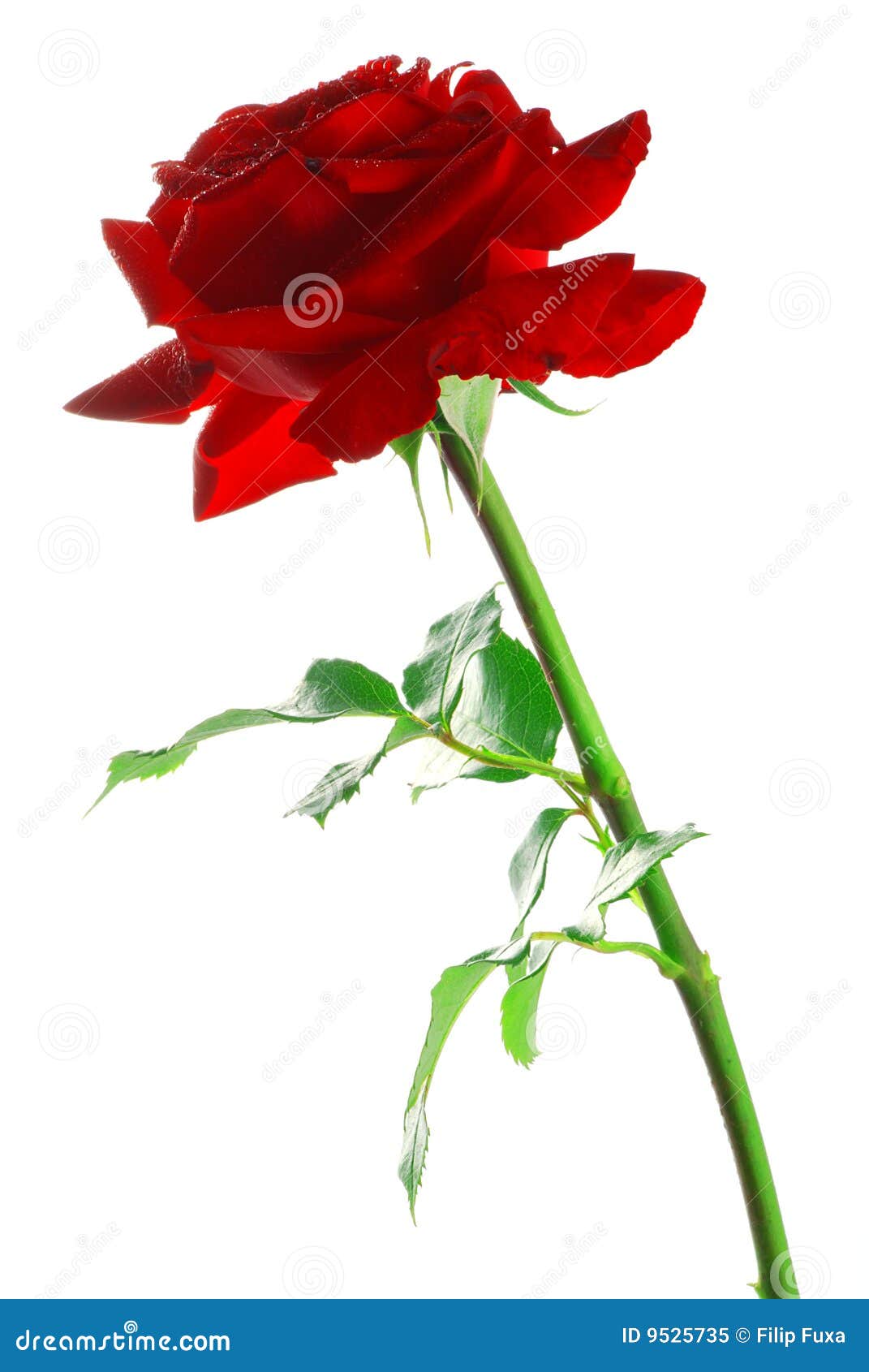 Red rose with leaves stock image. Image of gardening, blooming 9525735