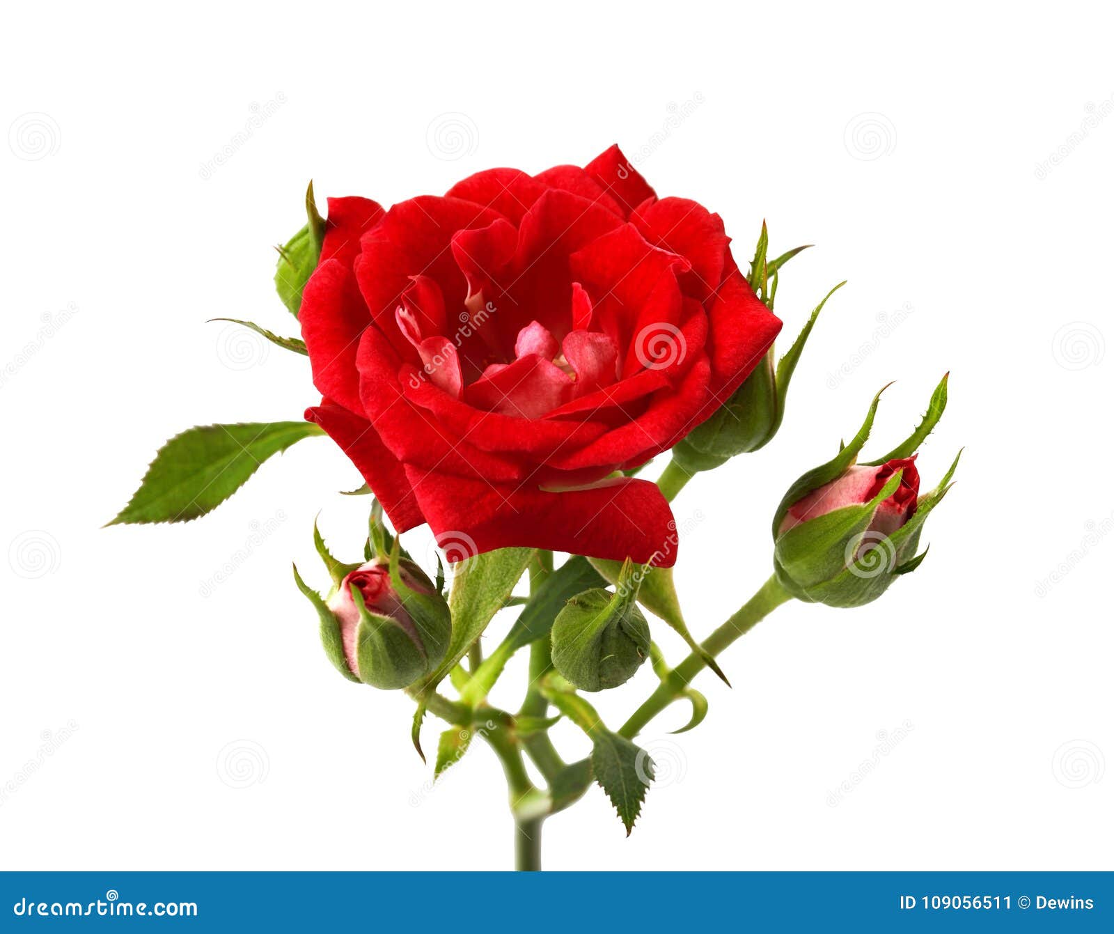 Red Rose with Leaves and Rose Buds, Blooming Rose Isolated on White ...