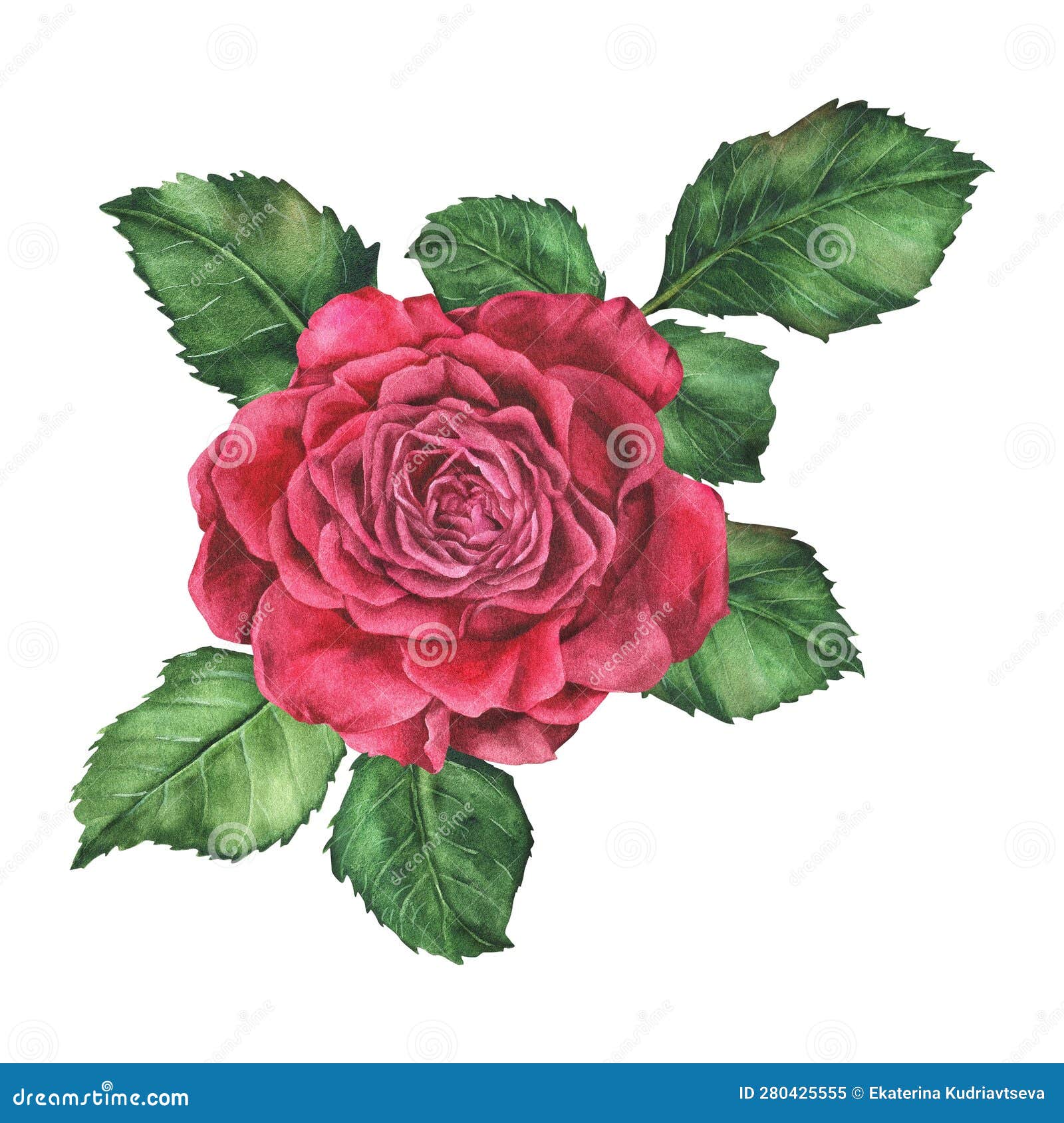 Red Rose with Leaves. Watercolor Botanical Illustration Isolated on ...