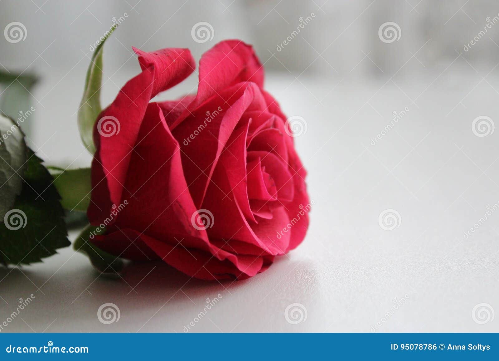 Red Rose On A Light Background. Stock Photography
