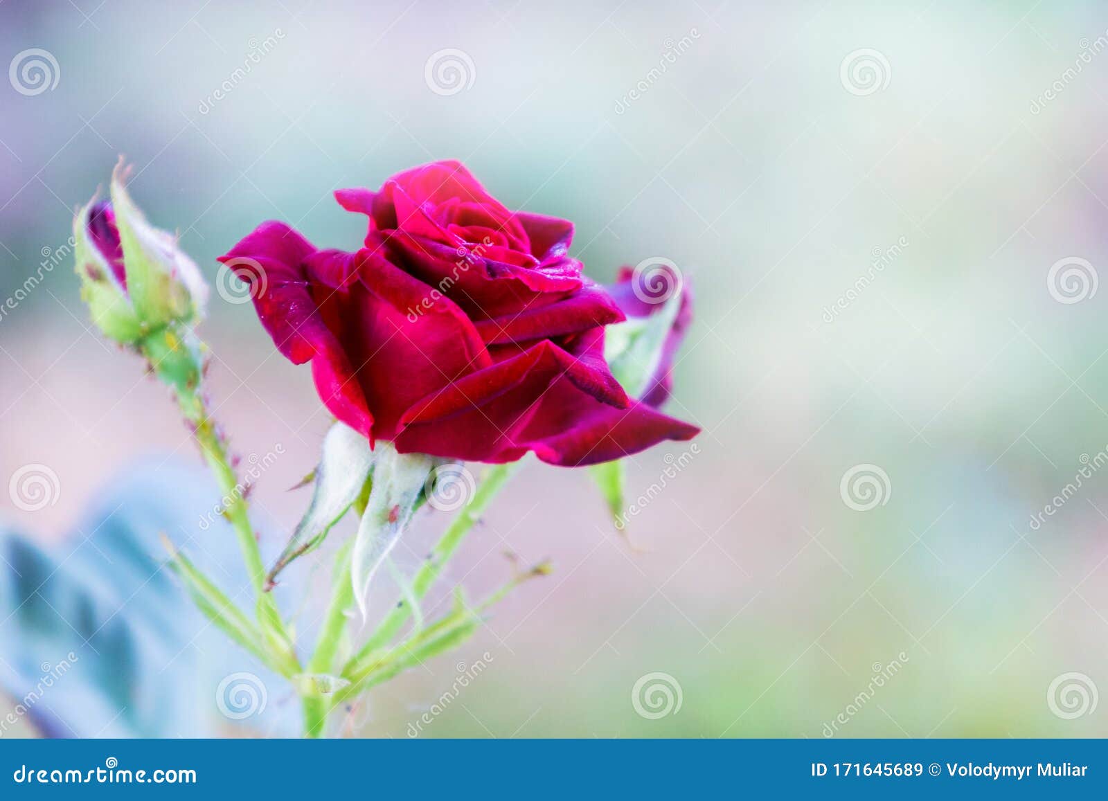 Red Rose on a Light Blurred Background_ Stock Image Image of