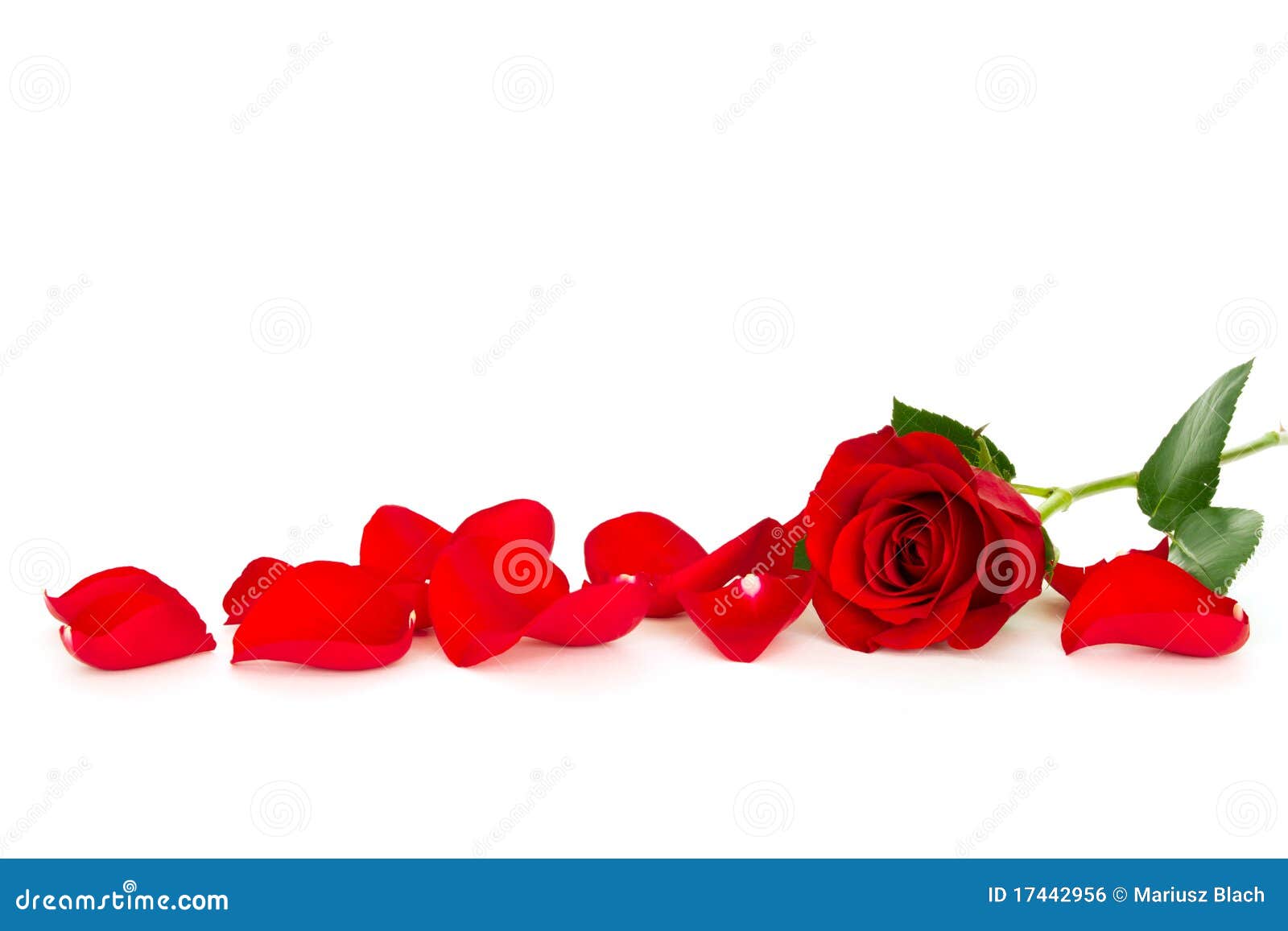 Red rose with loose petals stock photo. Image of nature 17442956