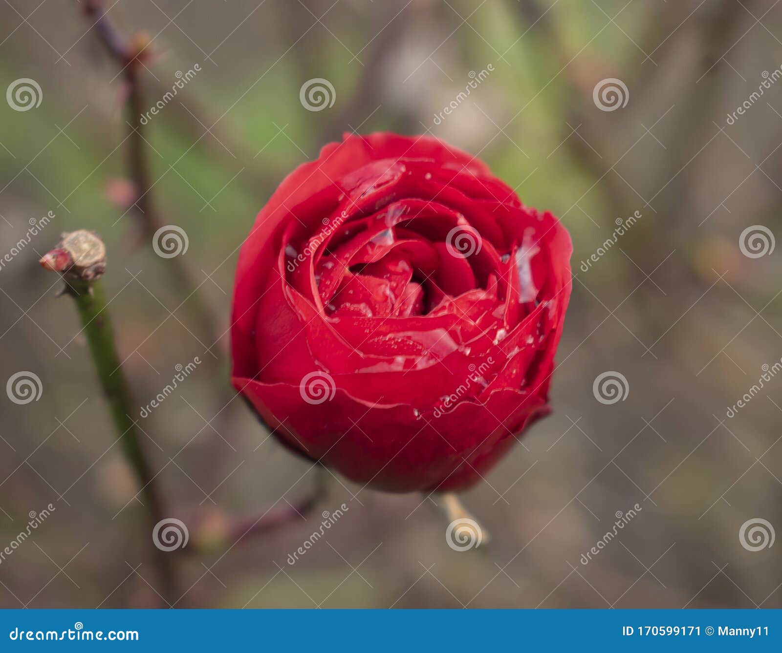 RED ROSE of LOVE VALENTINES Stock Image - Image of birmingham, green ...