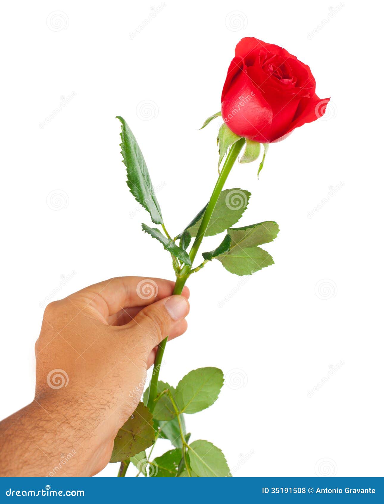 Red rose in a male hand stock photo. Image of bouquet 35191508