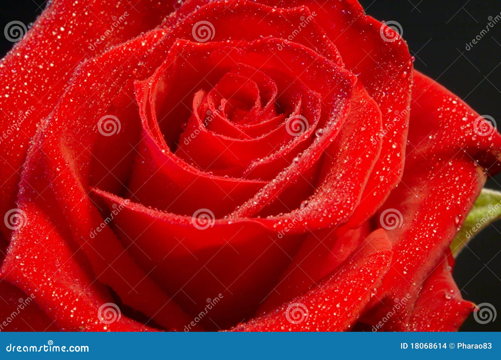 red rose with moisture