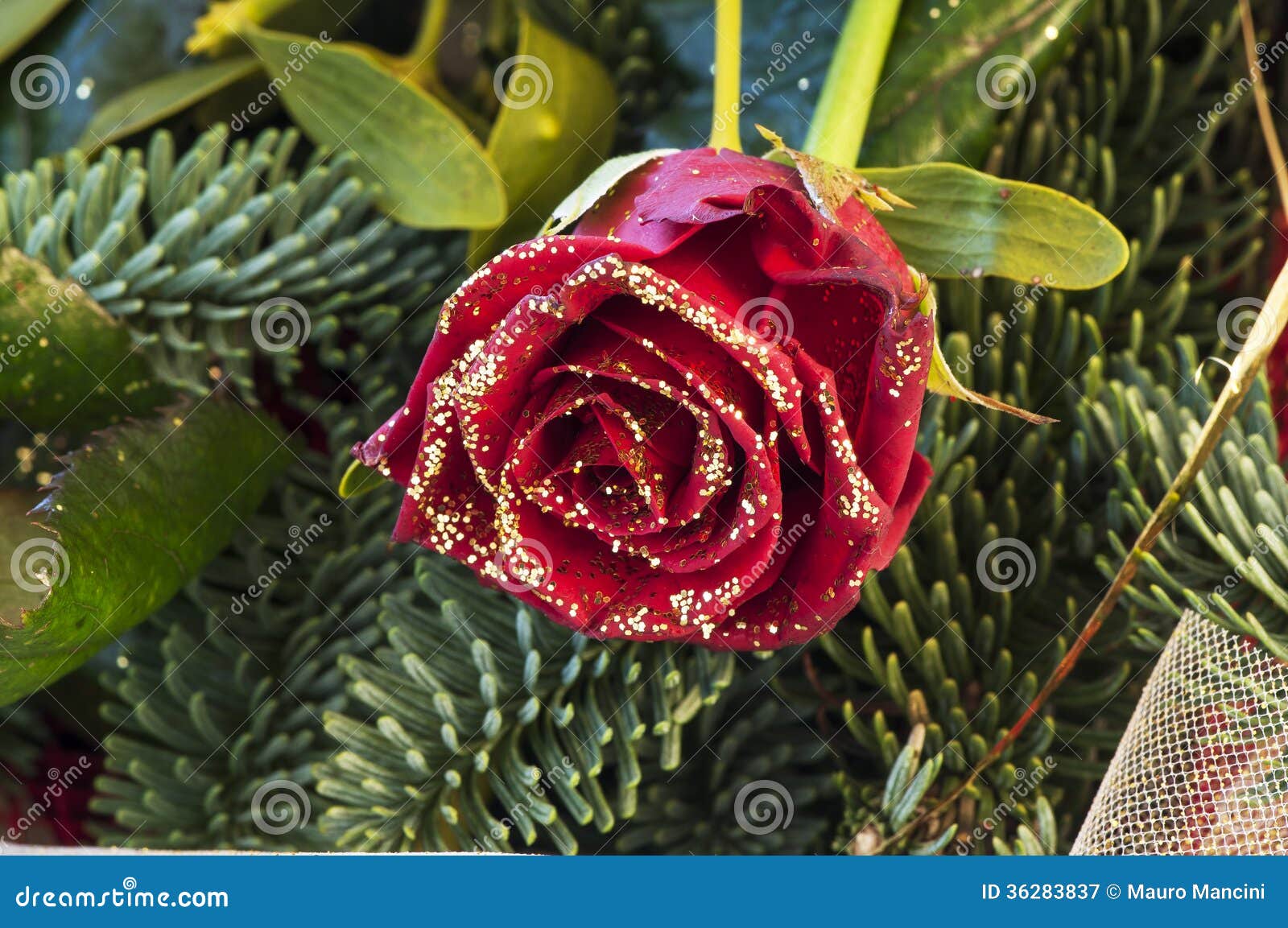 Red Rose with Moss and Pine Stock Image Image of imitation