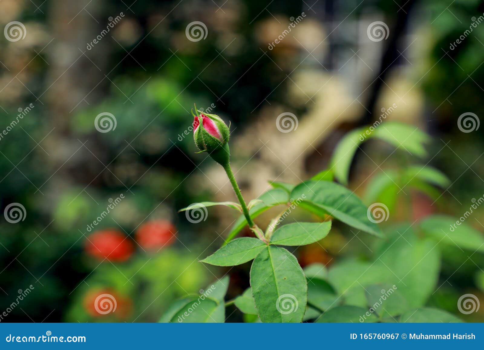 Red Rose mottu stock image. Image of rose, mottu, nature 165760967