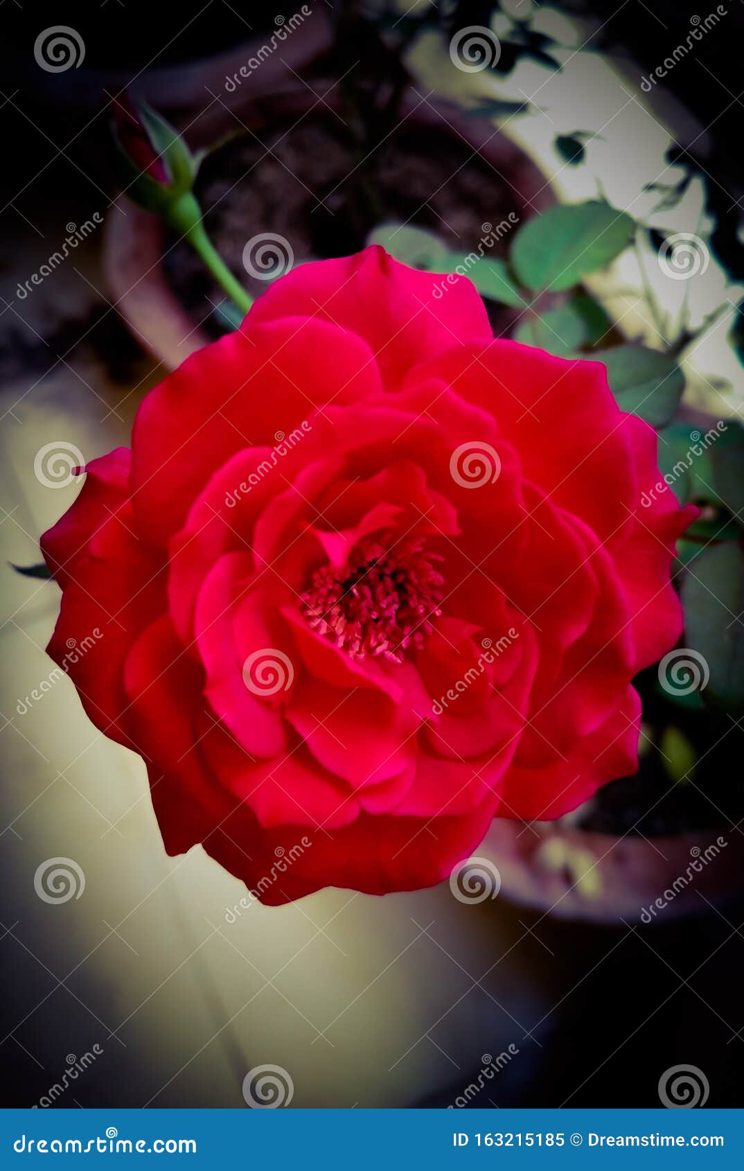 Red rose from nature stock image. Image of flower, nature 163215185