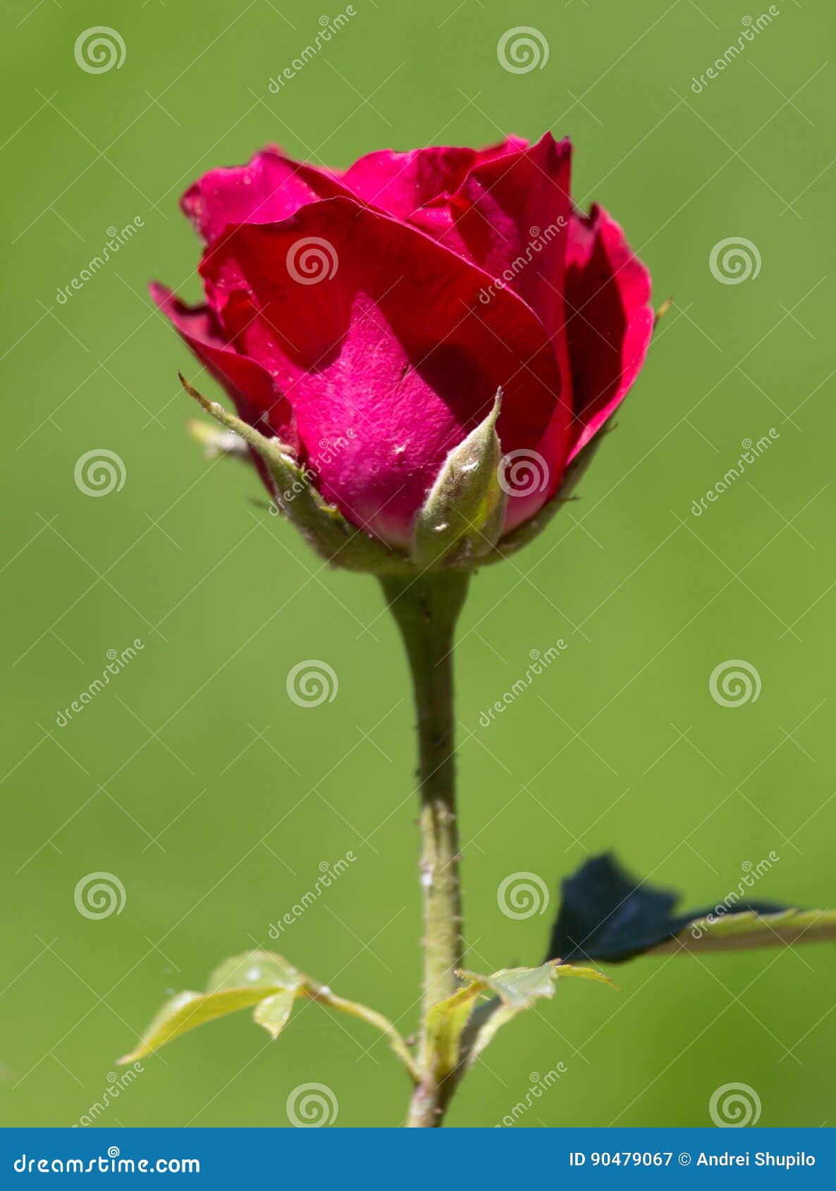 Red rose in nature stock image. Image of floral, beautiful 90479067