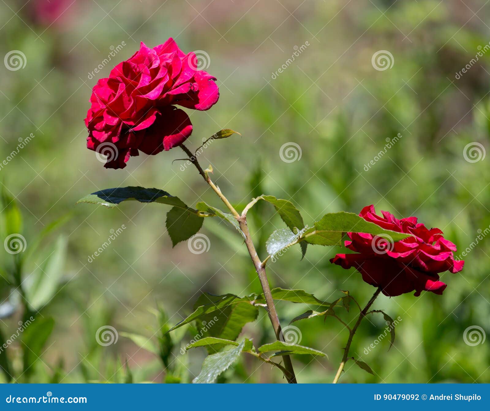 Red rose in nature stock photo. Image of green, beauty 90479092