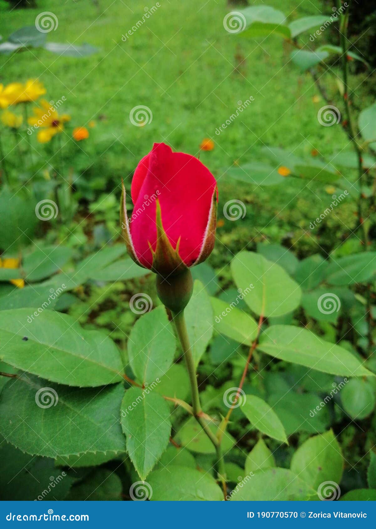 Red rose in nature stock photo. Image of petal, green 190770570