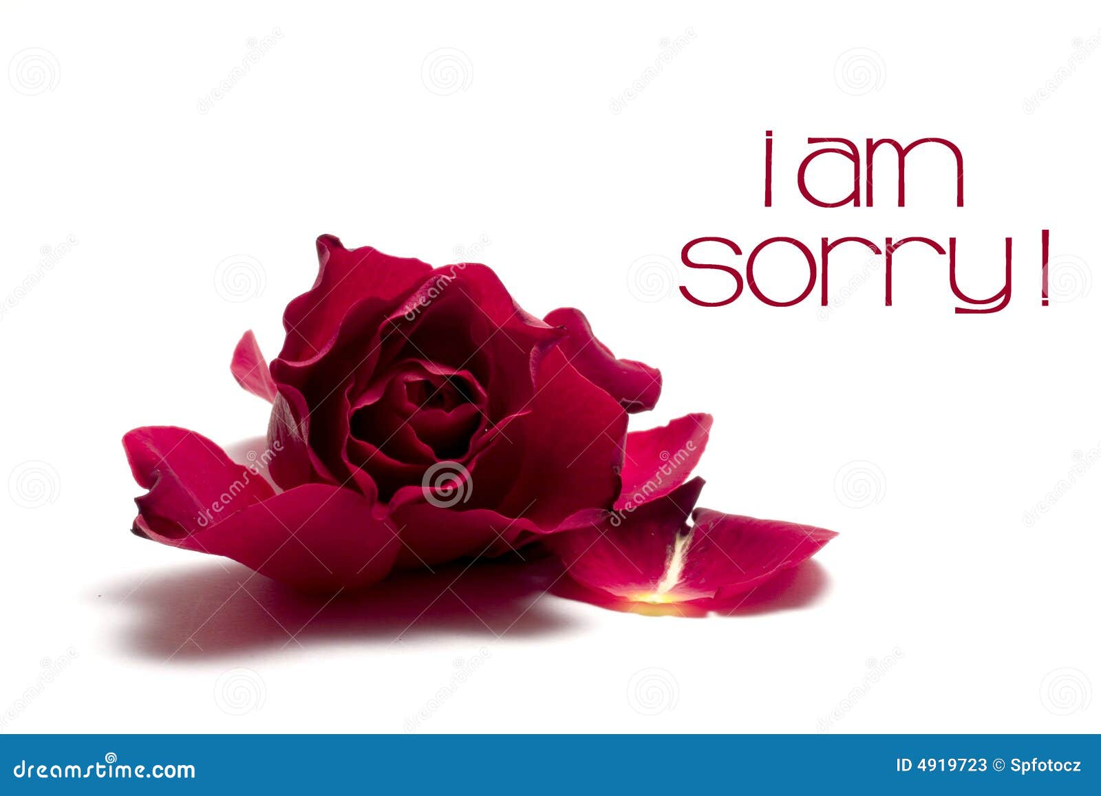 Red rose and notice stock image. Image of open, occasion 4919723