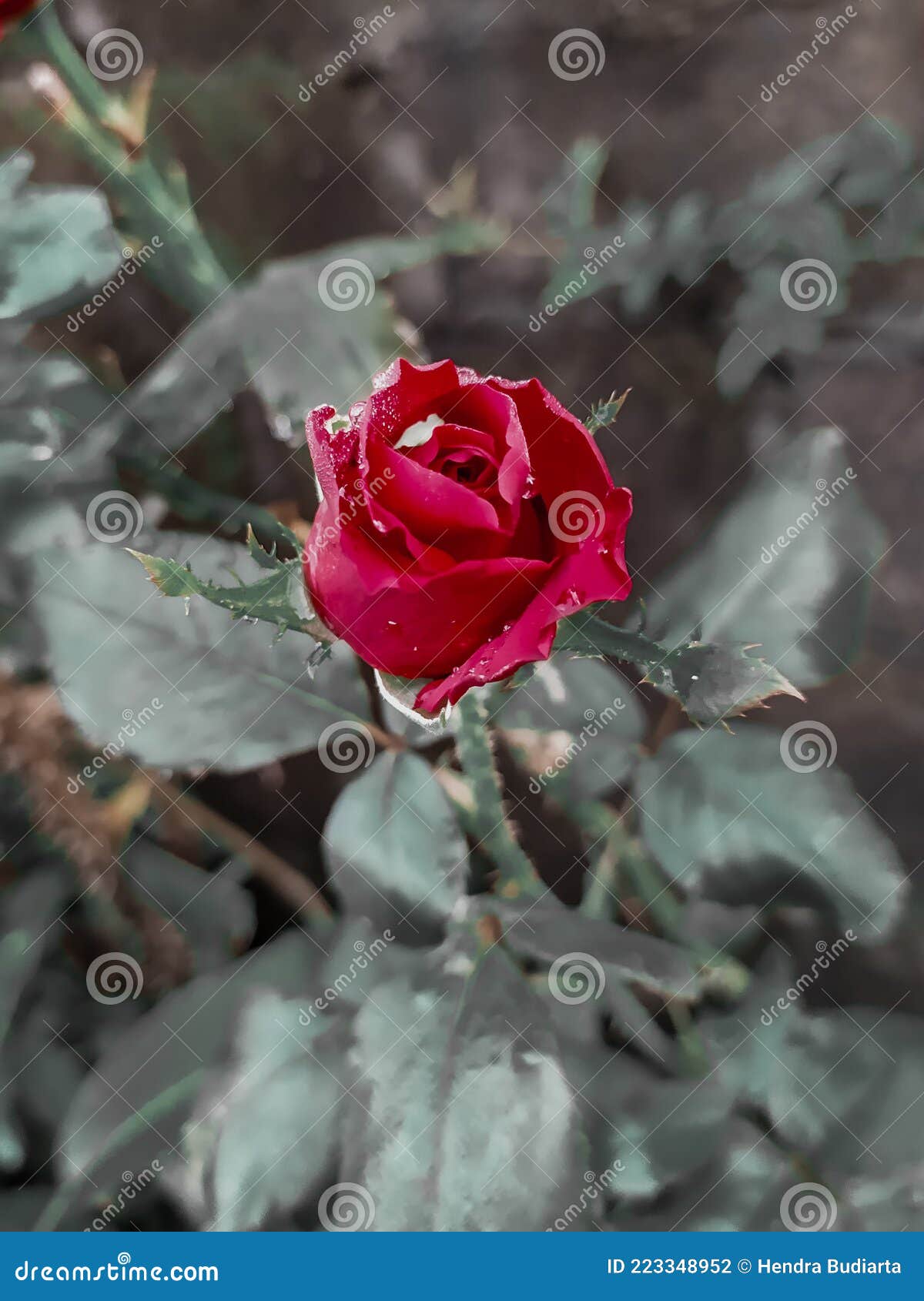 Red rose is pain stock photo. Image of flower, pain 223348952