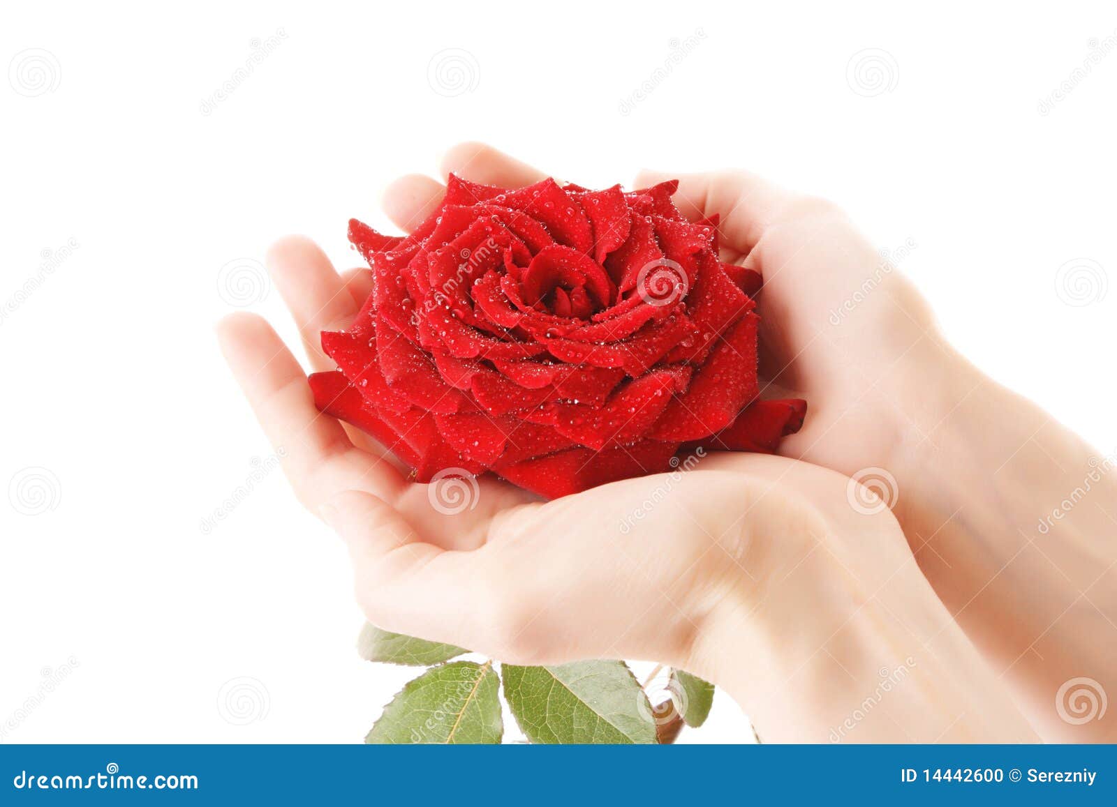 Red rose in palms isolated stock photo. Image of fresh - 14442600