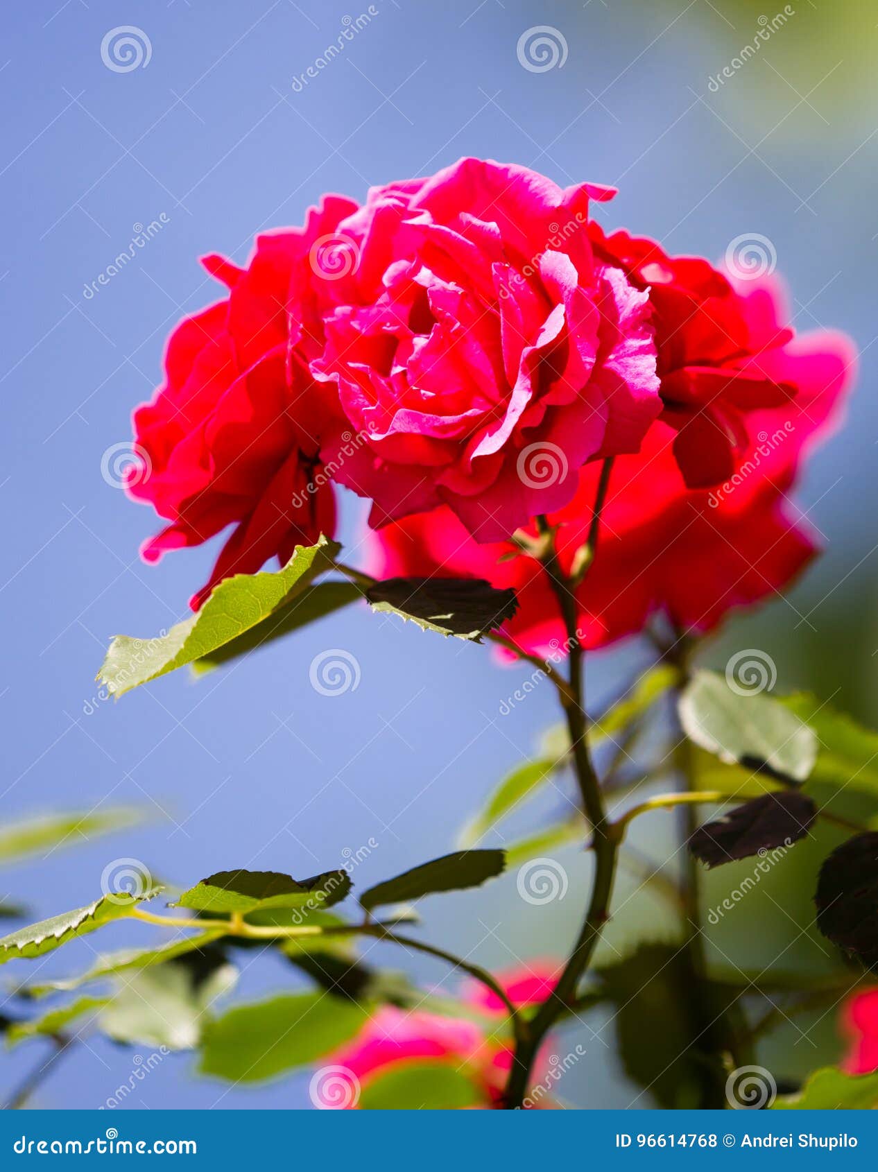 Red Rose In A Park In The Nature Stock Photo Image Of Deep Green