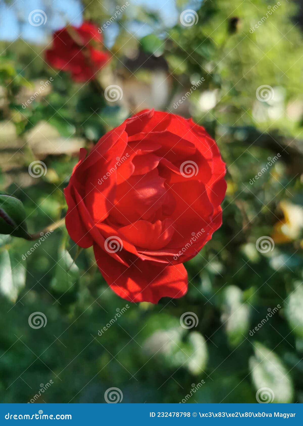 Red rose in partial sun stock photo. Image of partial 232478798