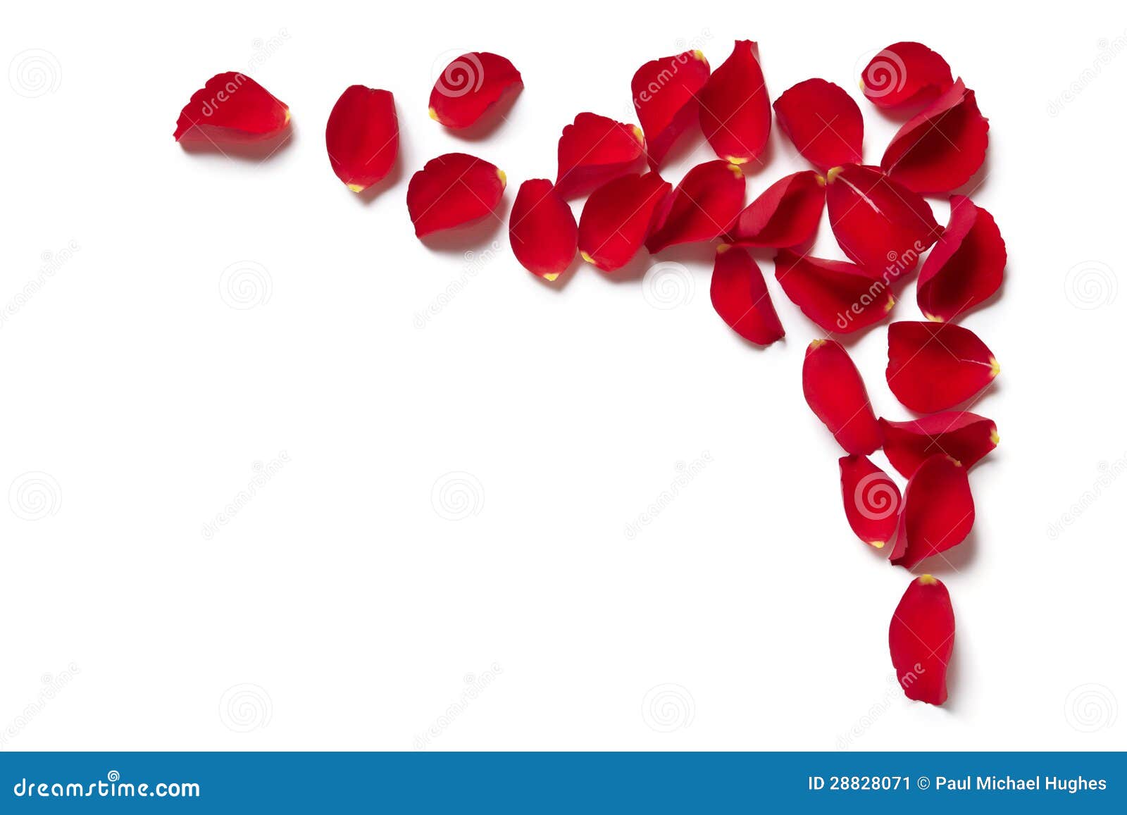 red rose petal border