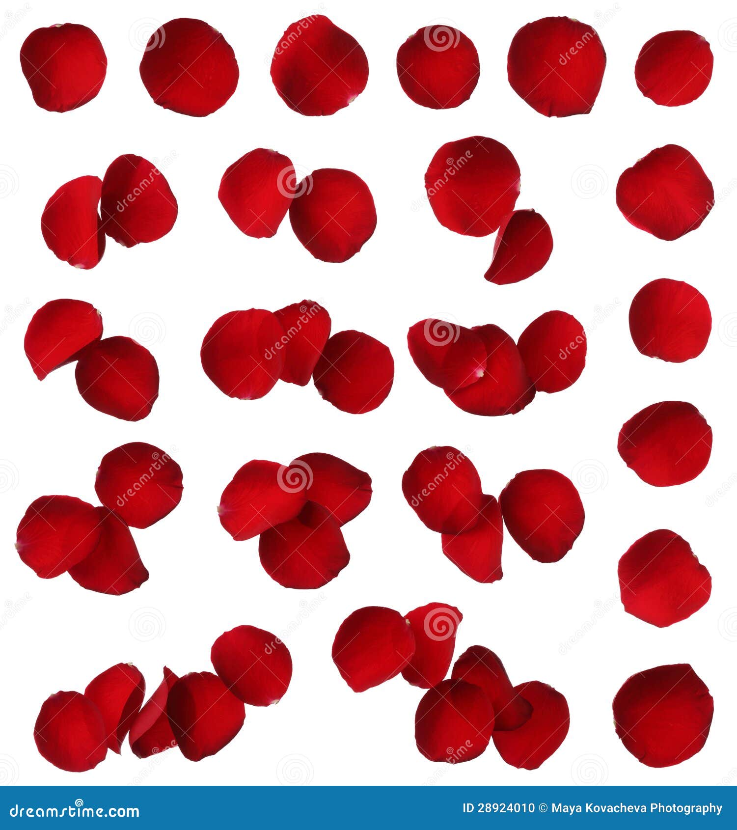 Red Rose Petal Collection Isolated Stock Photo Image of studio