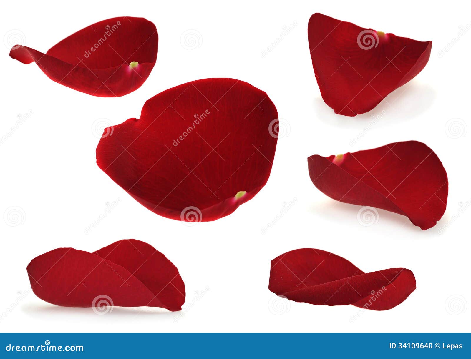 Red rose petal stock photo. Image of color, single, collection 34109640