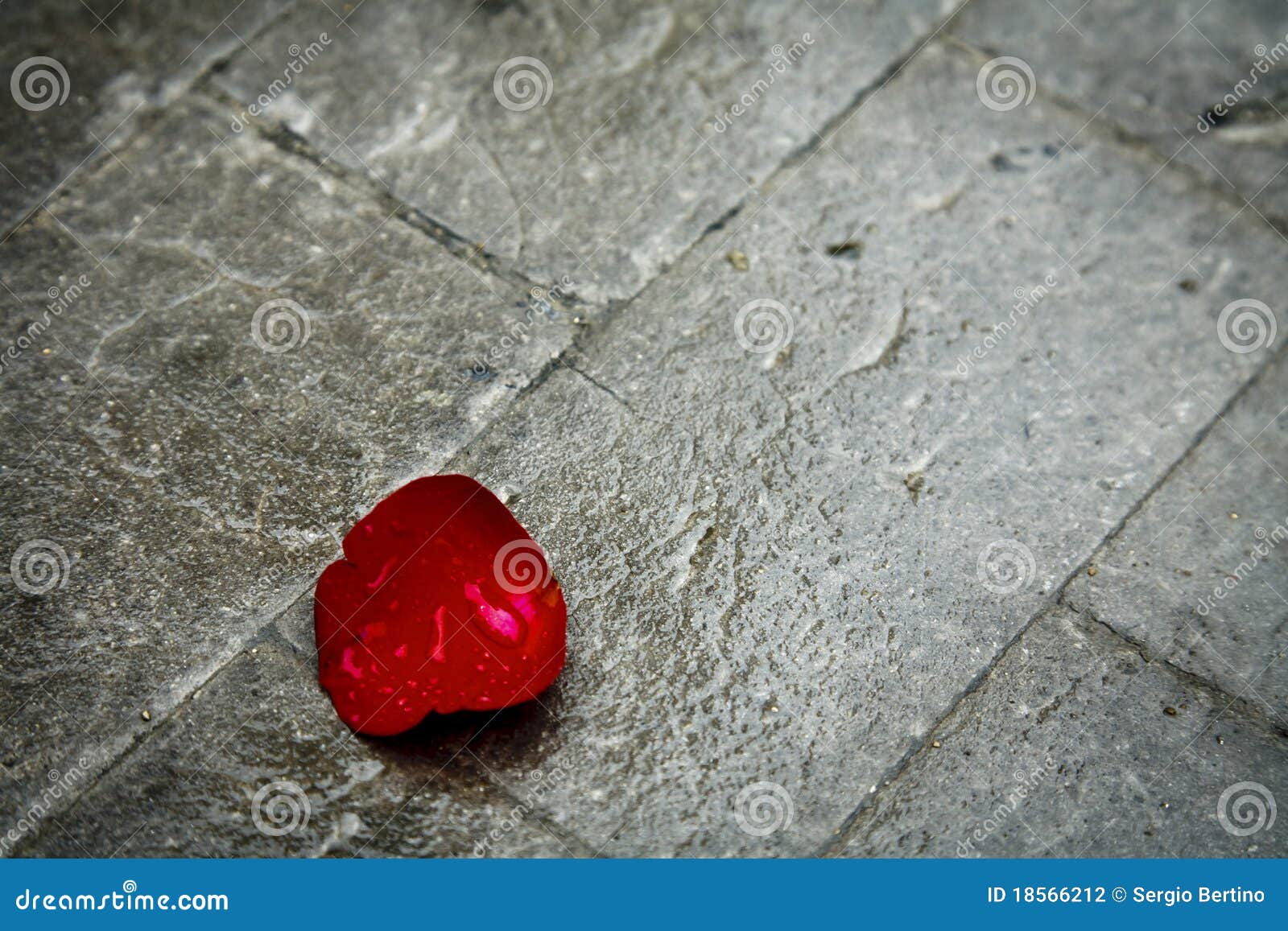 Red rose petal on sidewalk stock photo. Image of single - 18566212