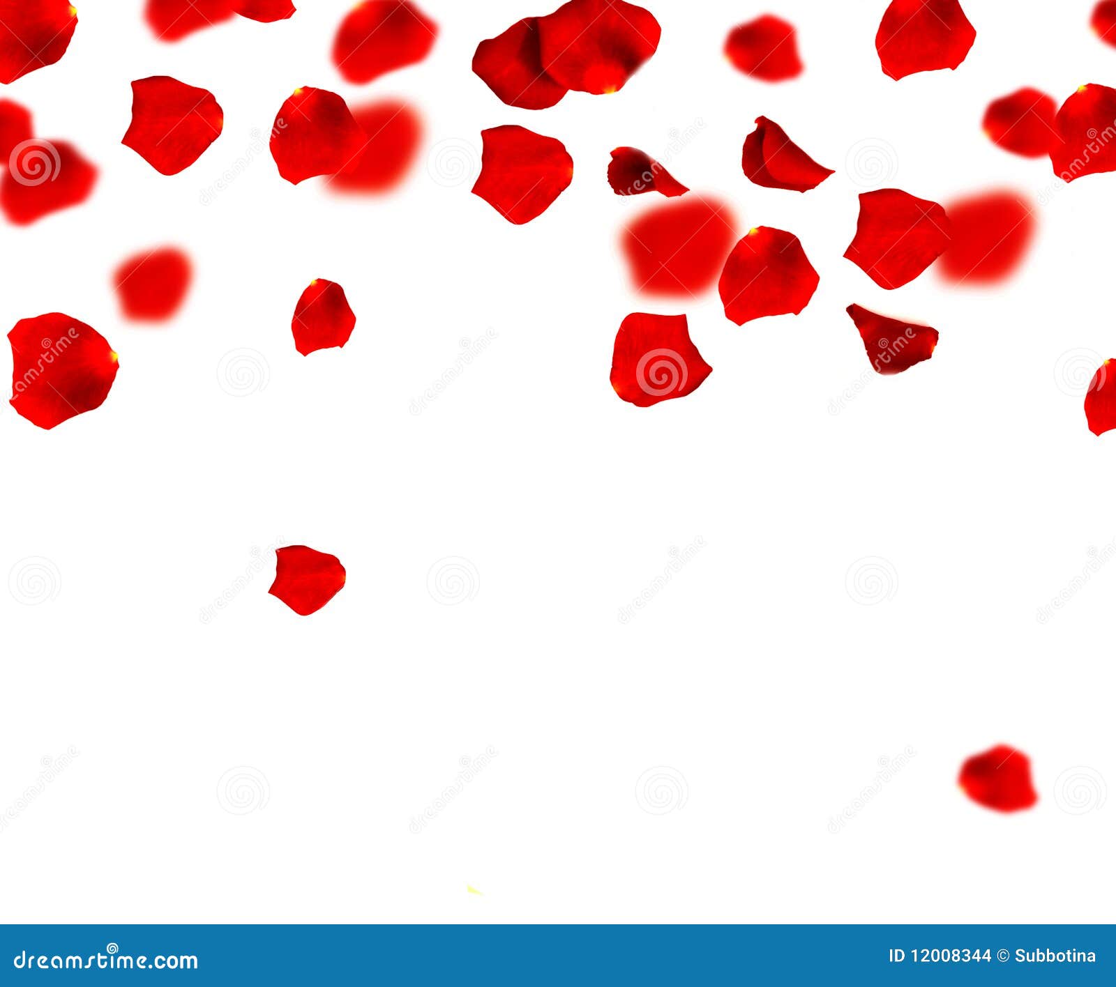 red rose petals